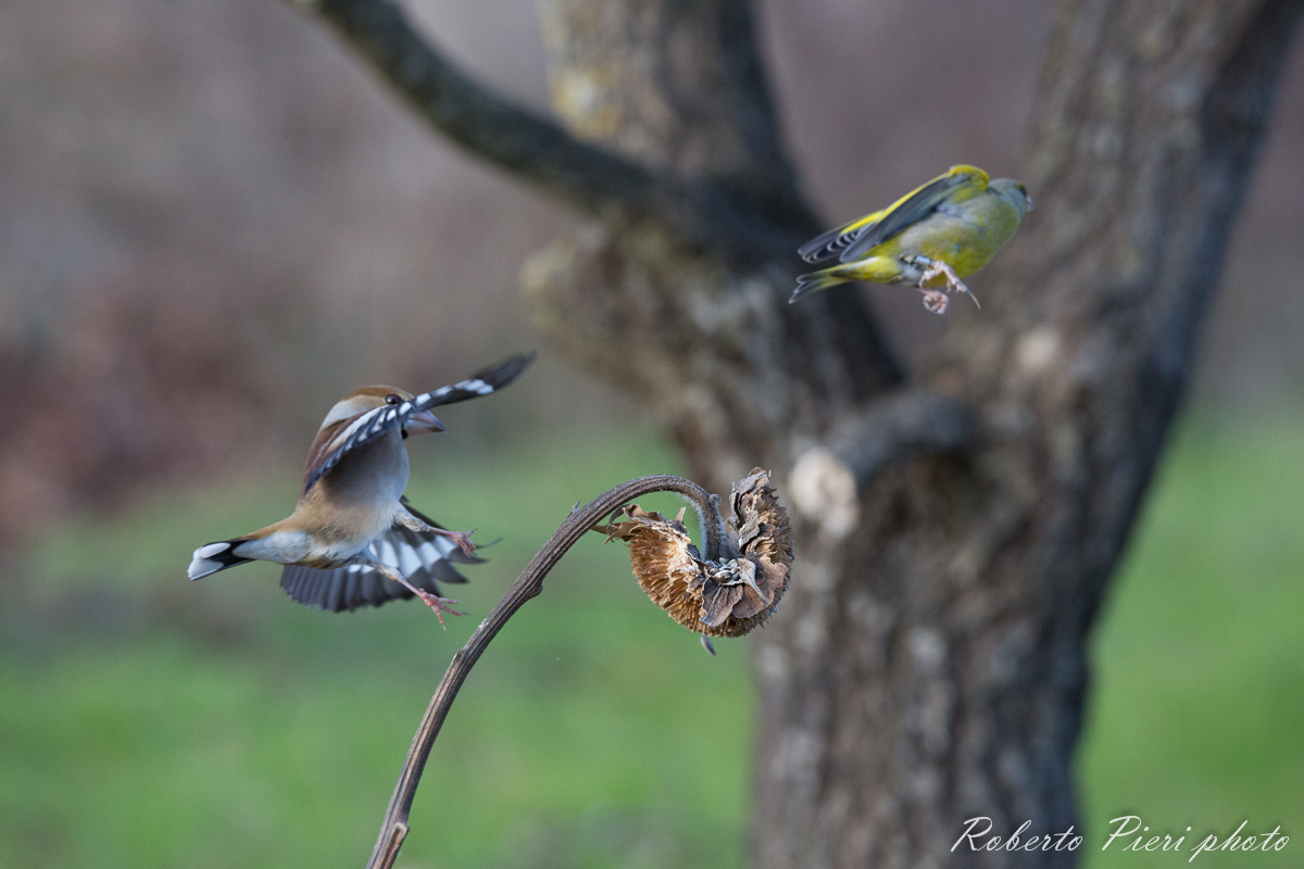 frosone against greenback