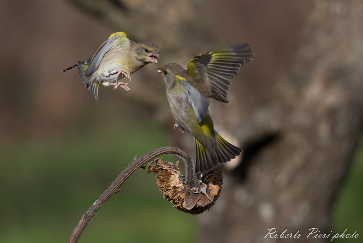 verdone against greenback