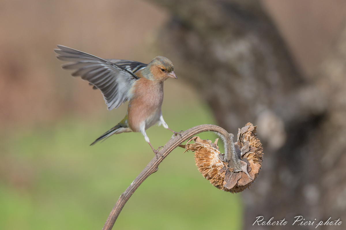 the arrival of the finch
