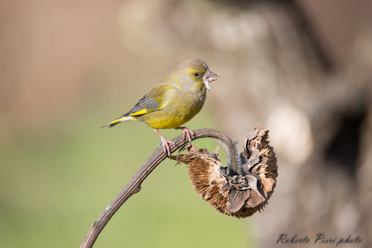 greenfinch