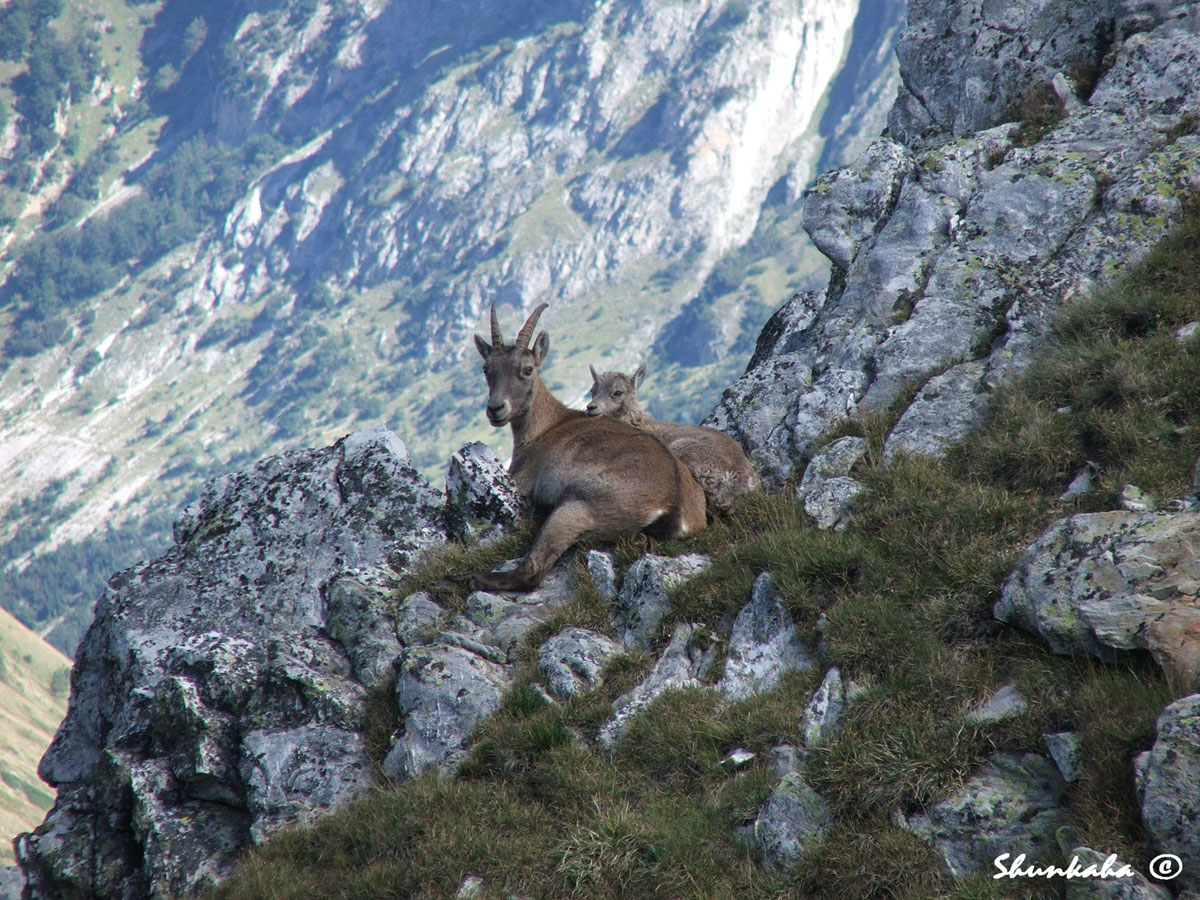 Female ibex