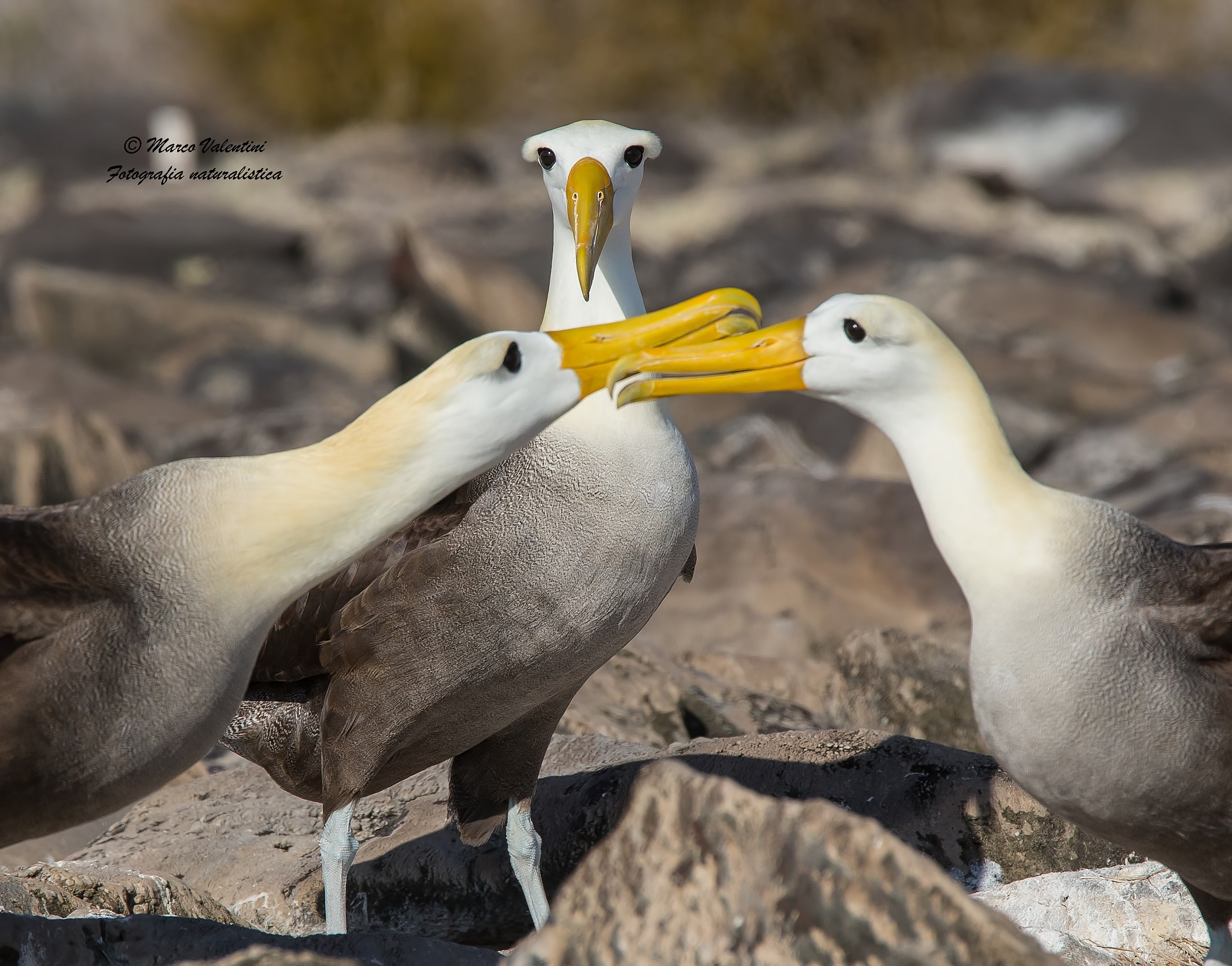 Ed io tra di voi.....