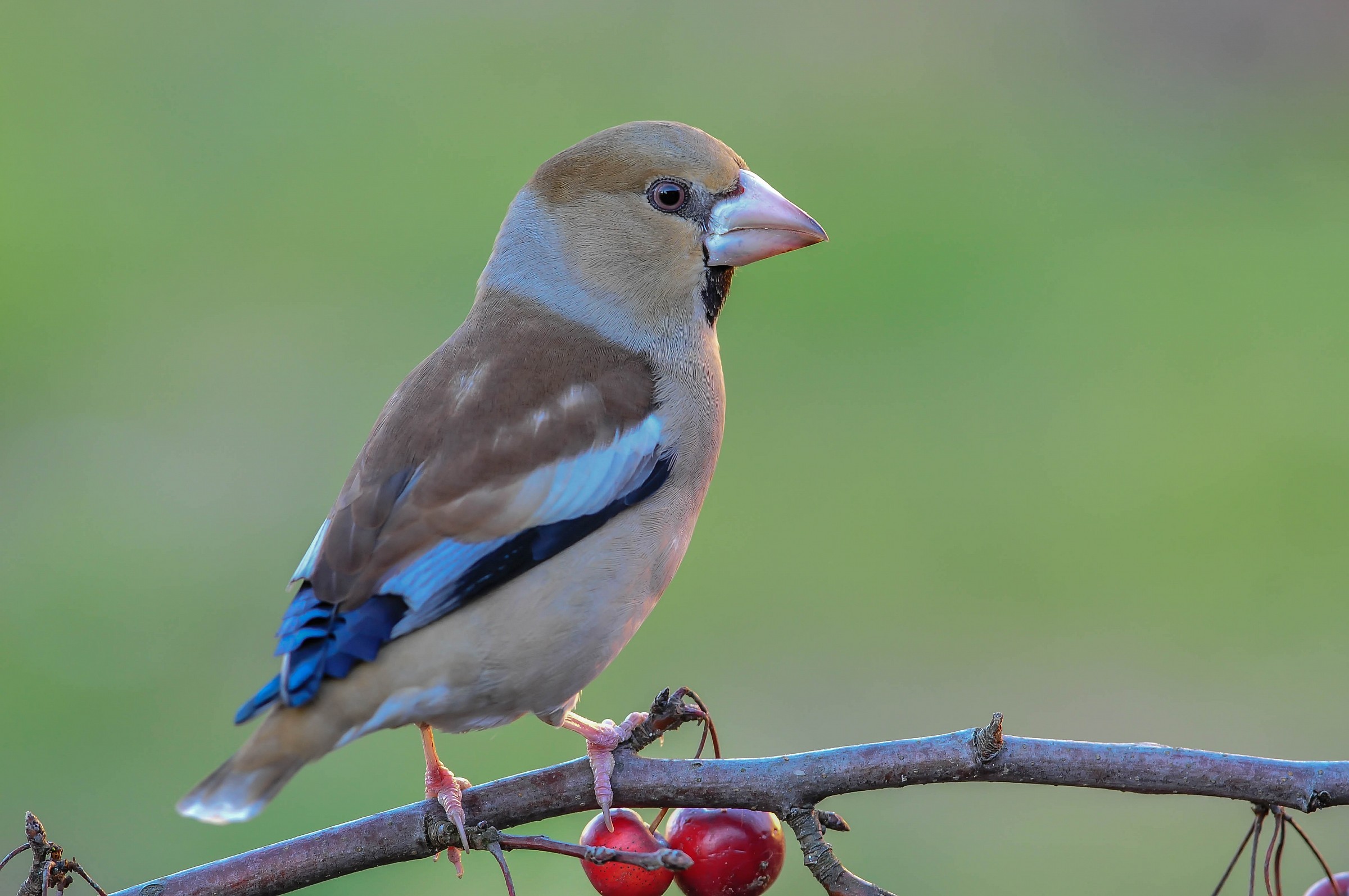 Hawfinch (F)