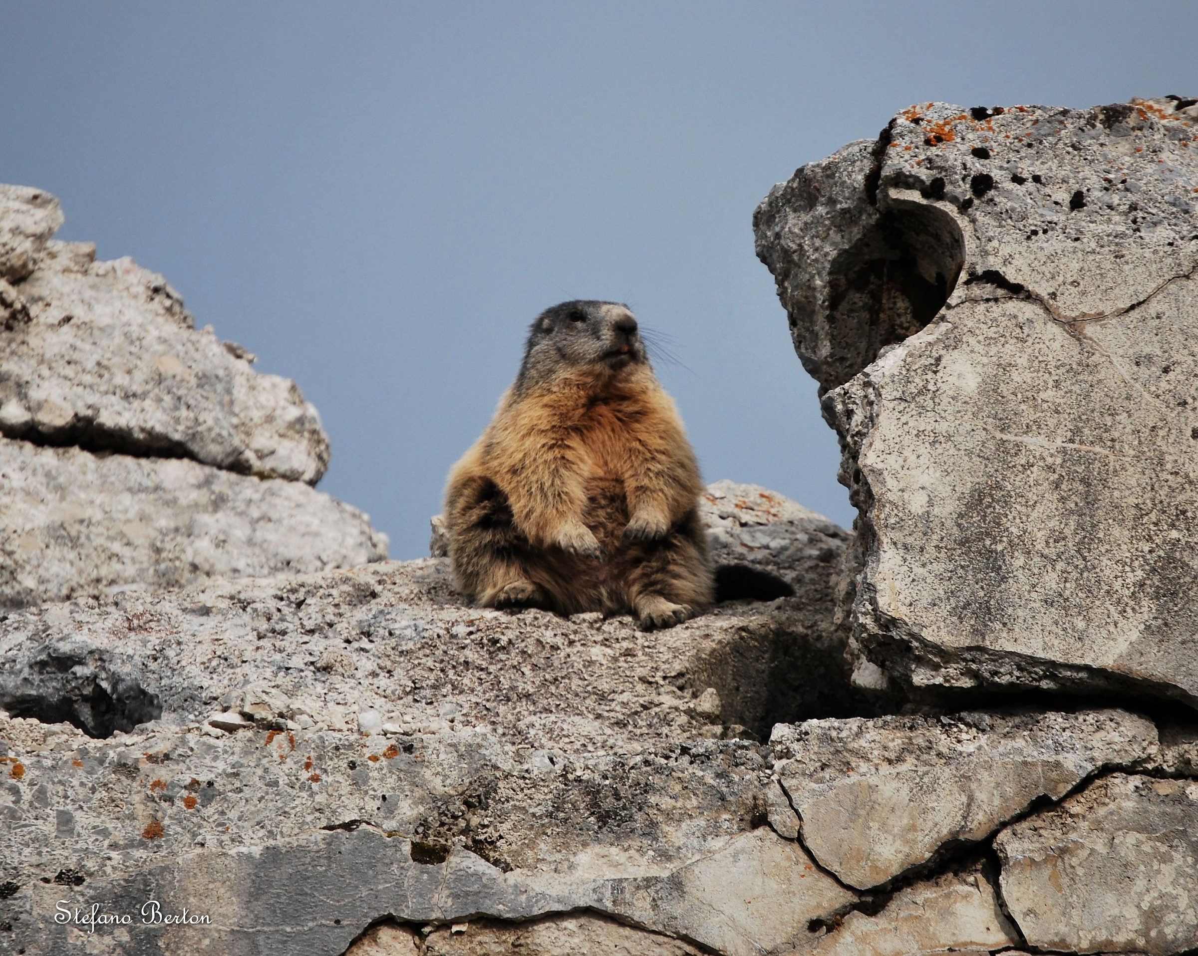 Marmotta a Forte Verle