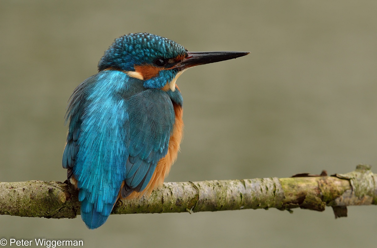 Kingfisher - 1