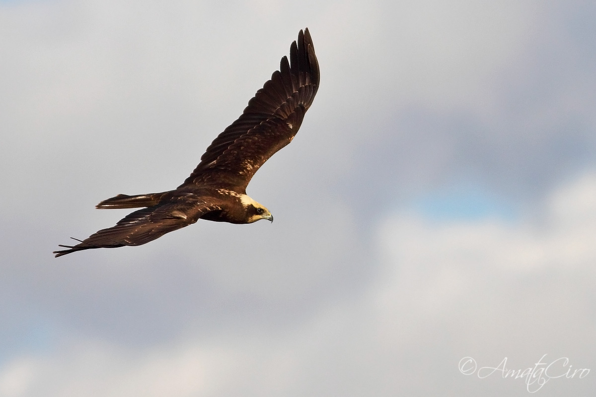 Happy New Year to all