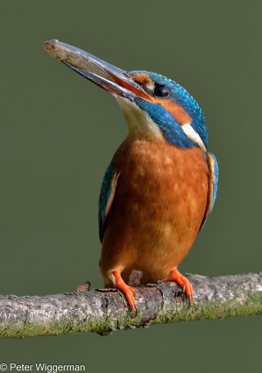 Kingfisher - III
