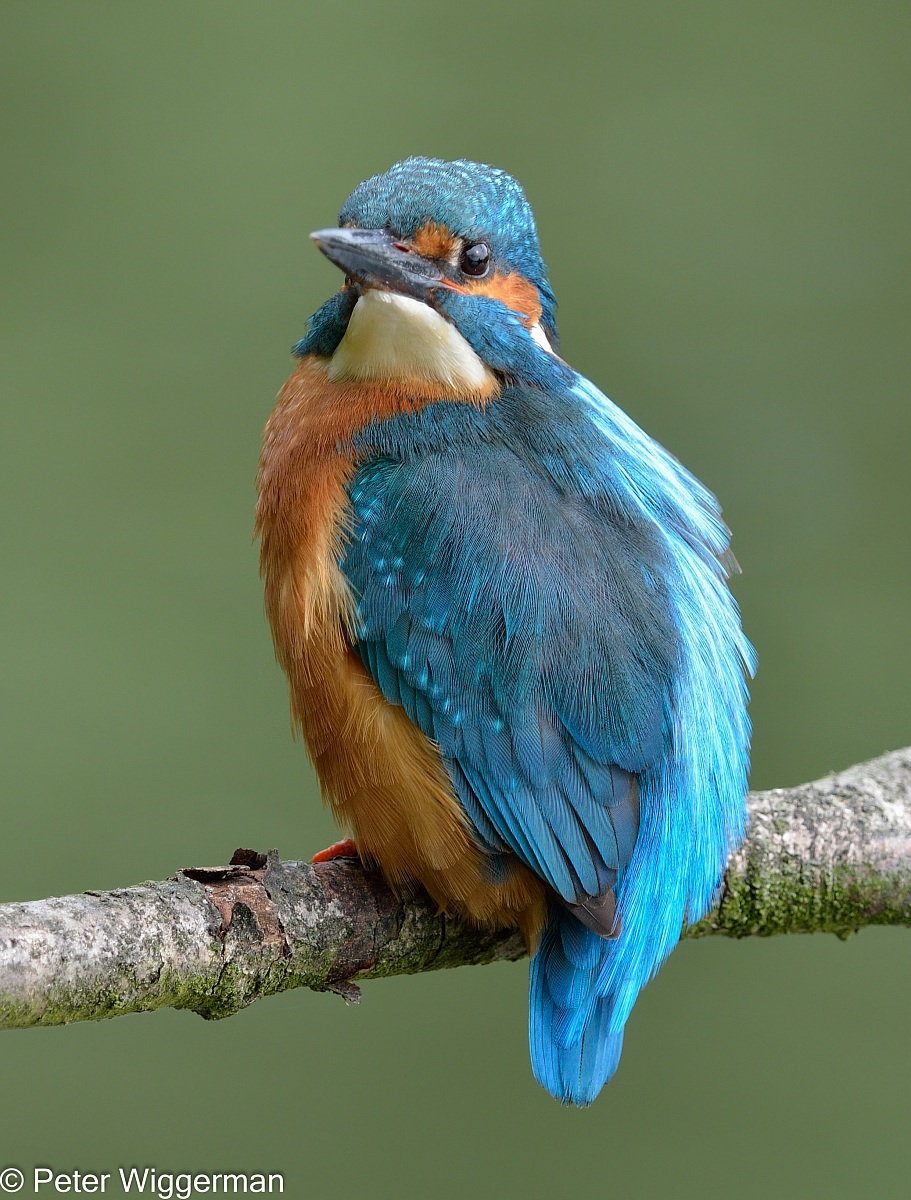 Kingfisher - IV