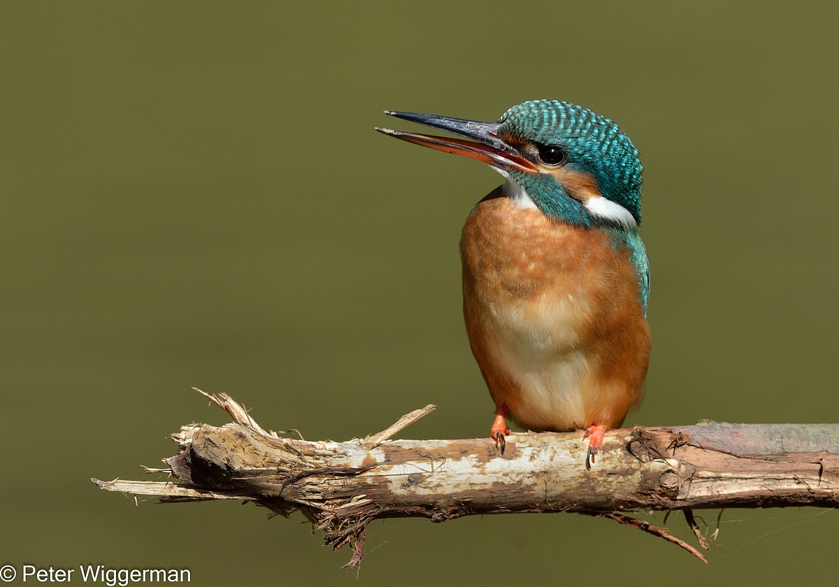Kingfisher - V