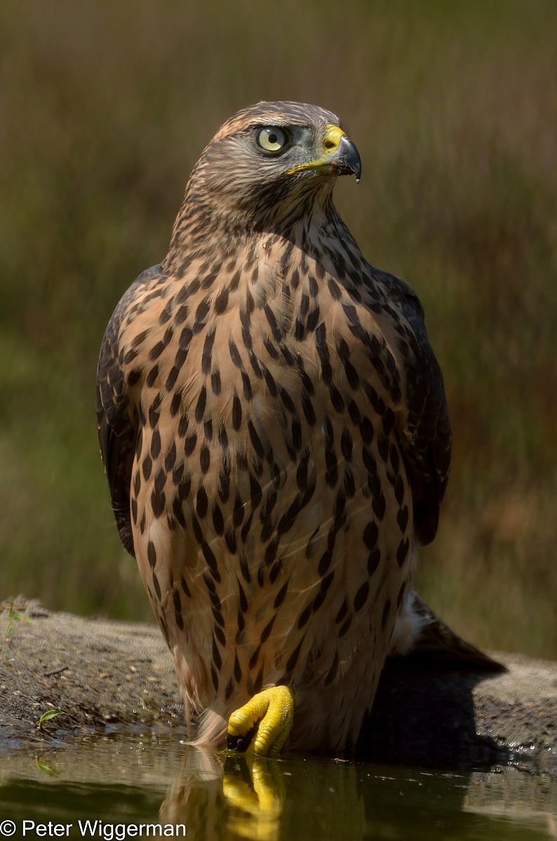 Goshawk - I
