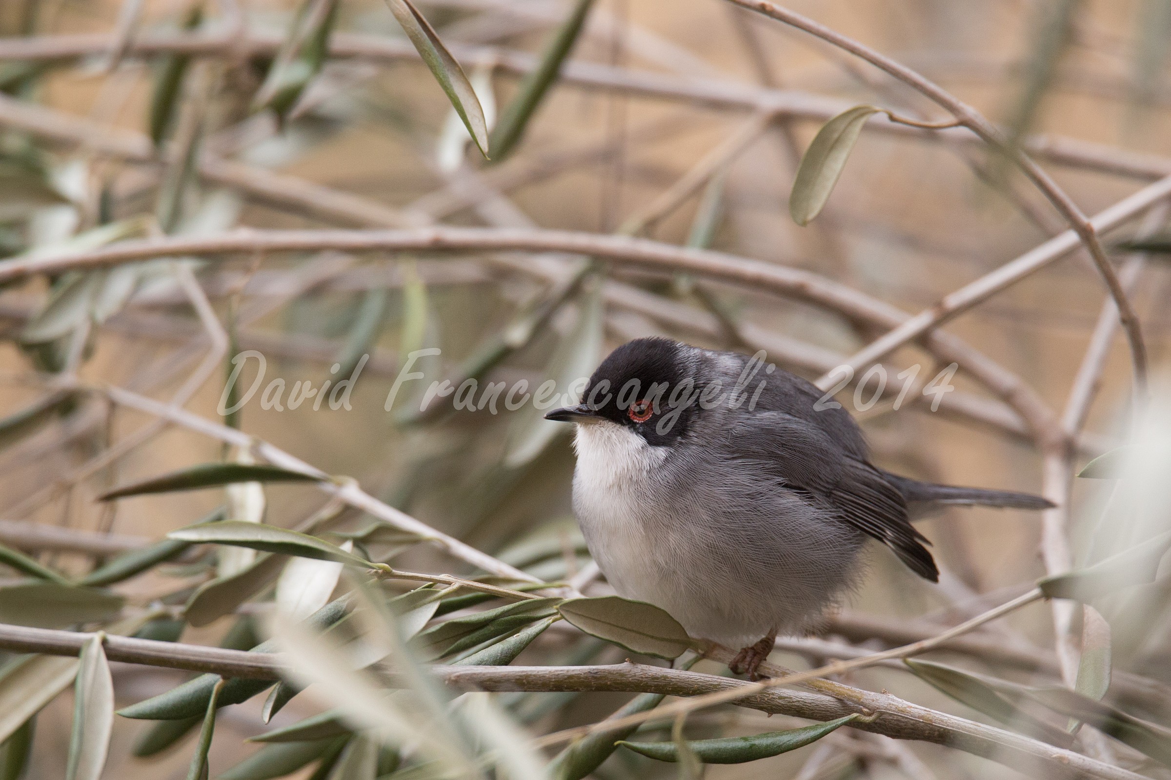 Occhiocotto overweight