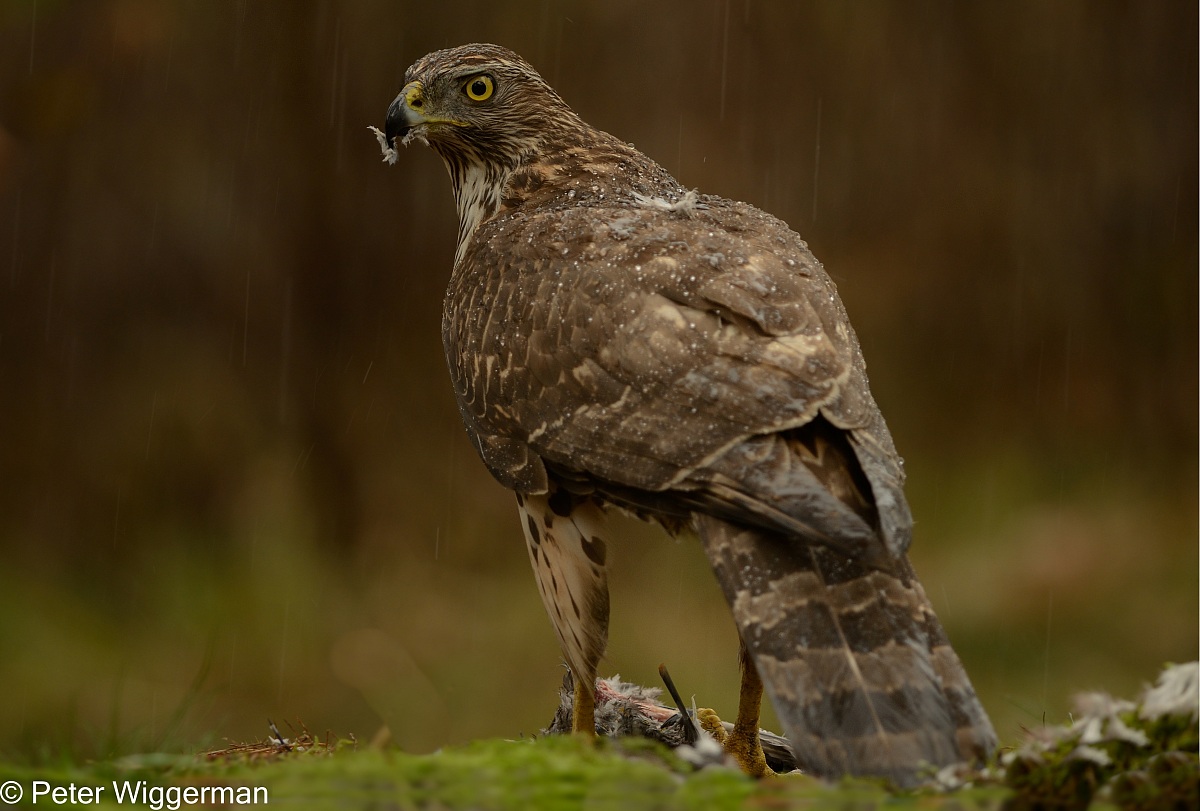 Goshawk - III