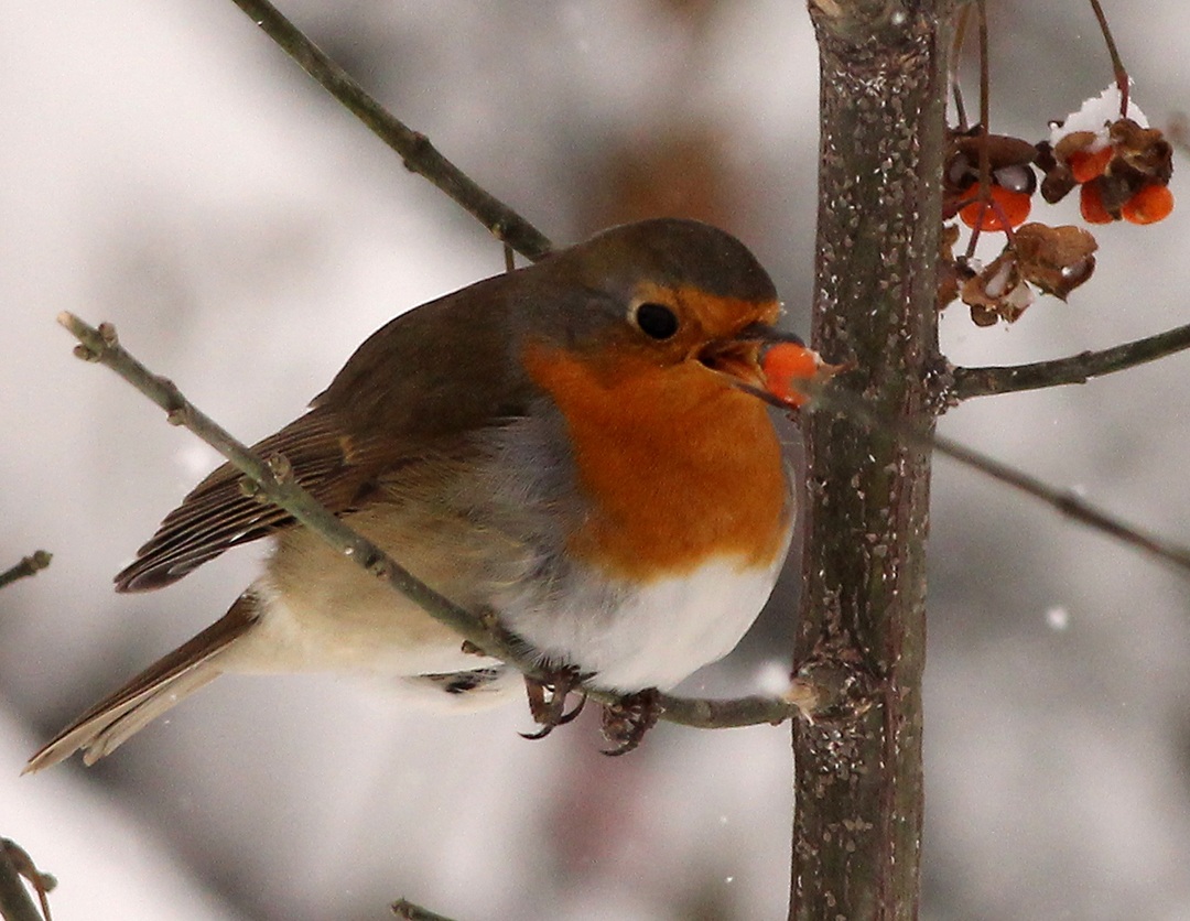 robin