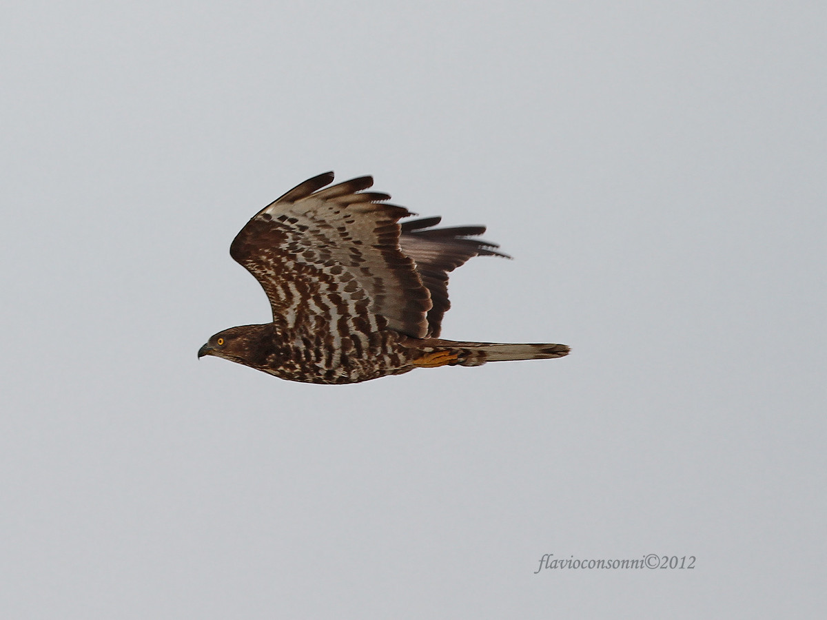 Buzzard in flight