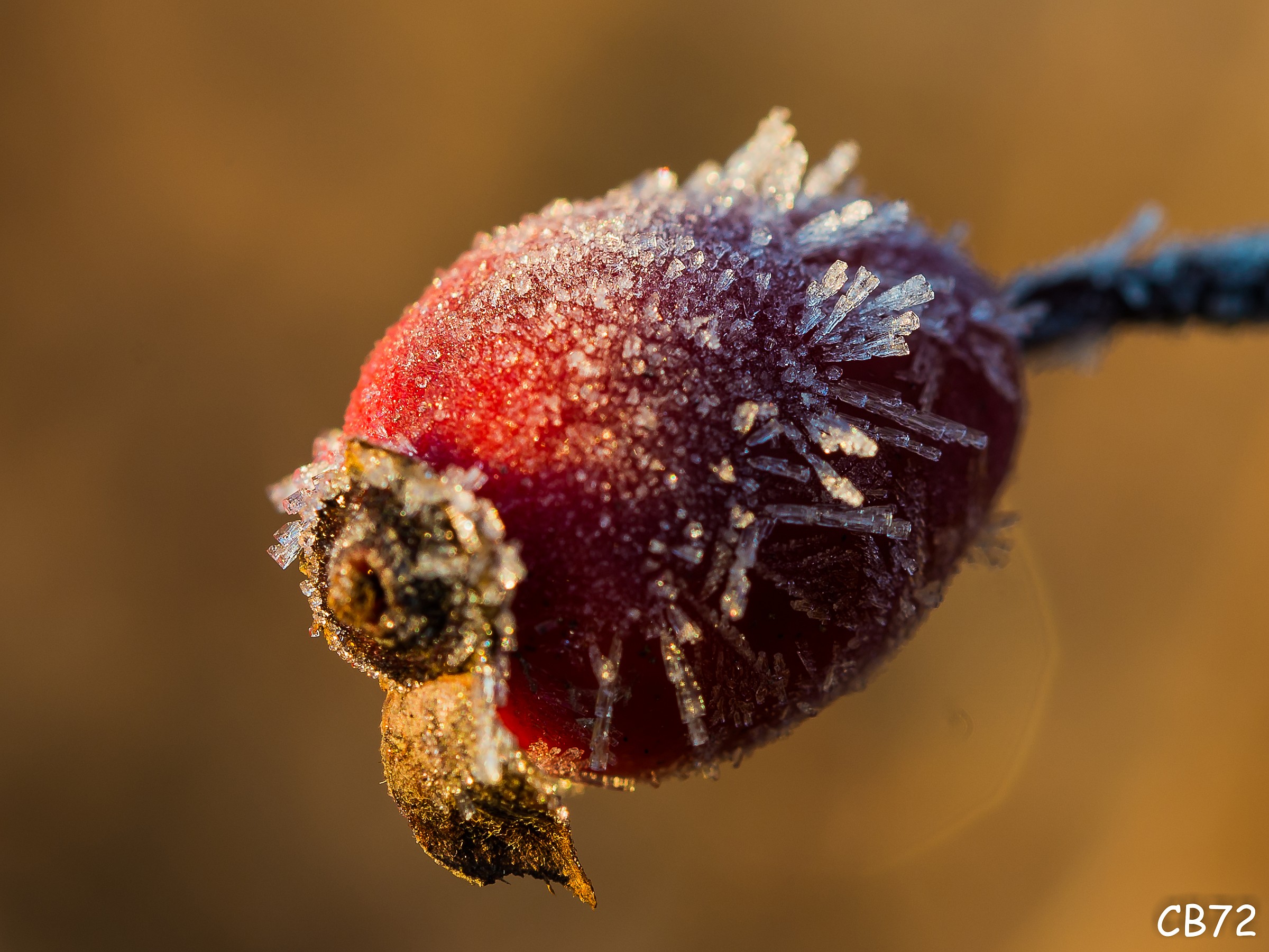 Bacca di rosa canina con cristalli di ghiaccio