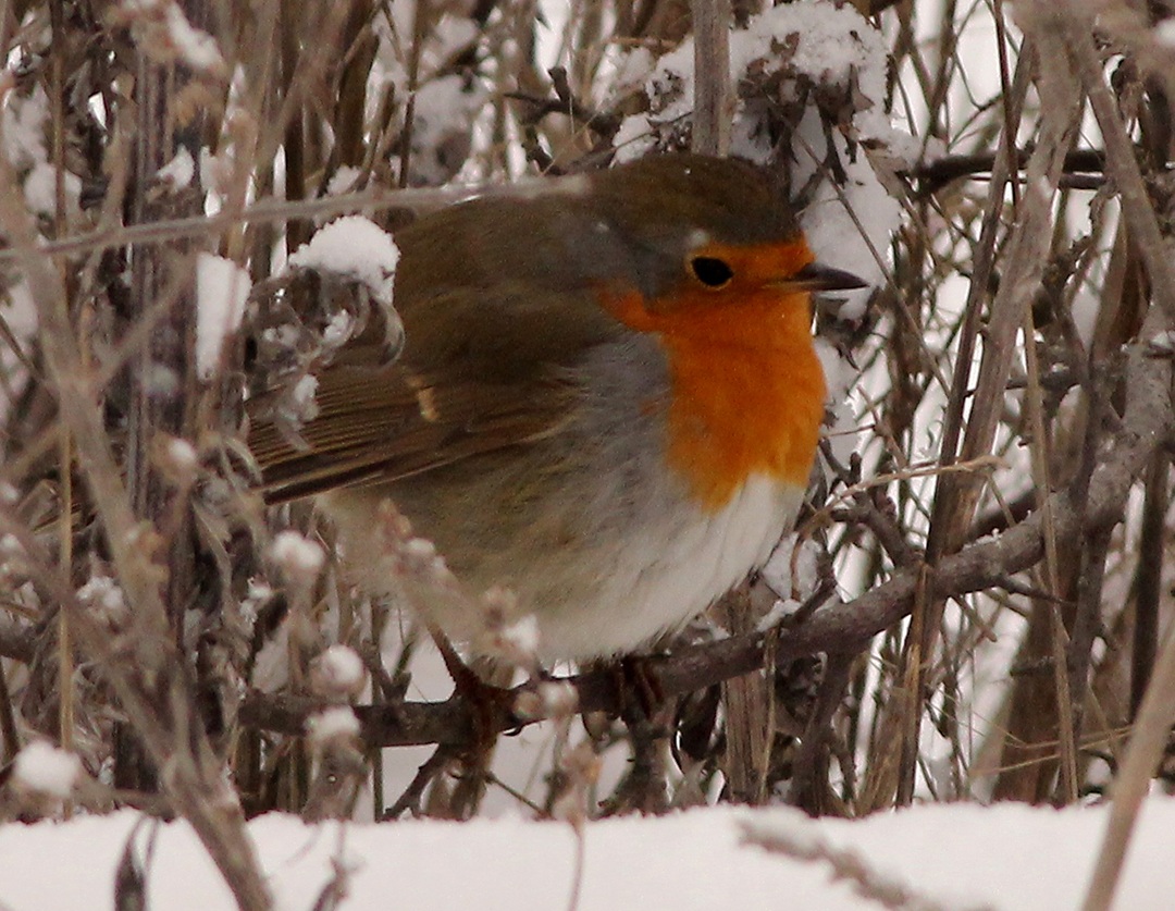 robin