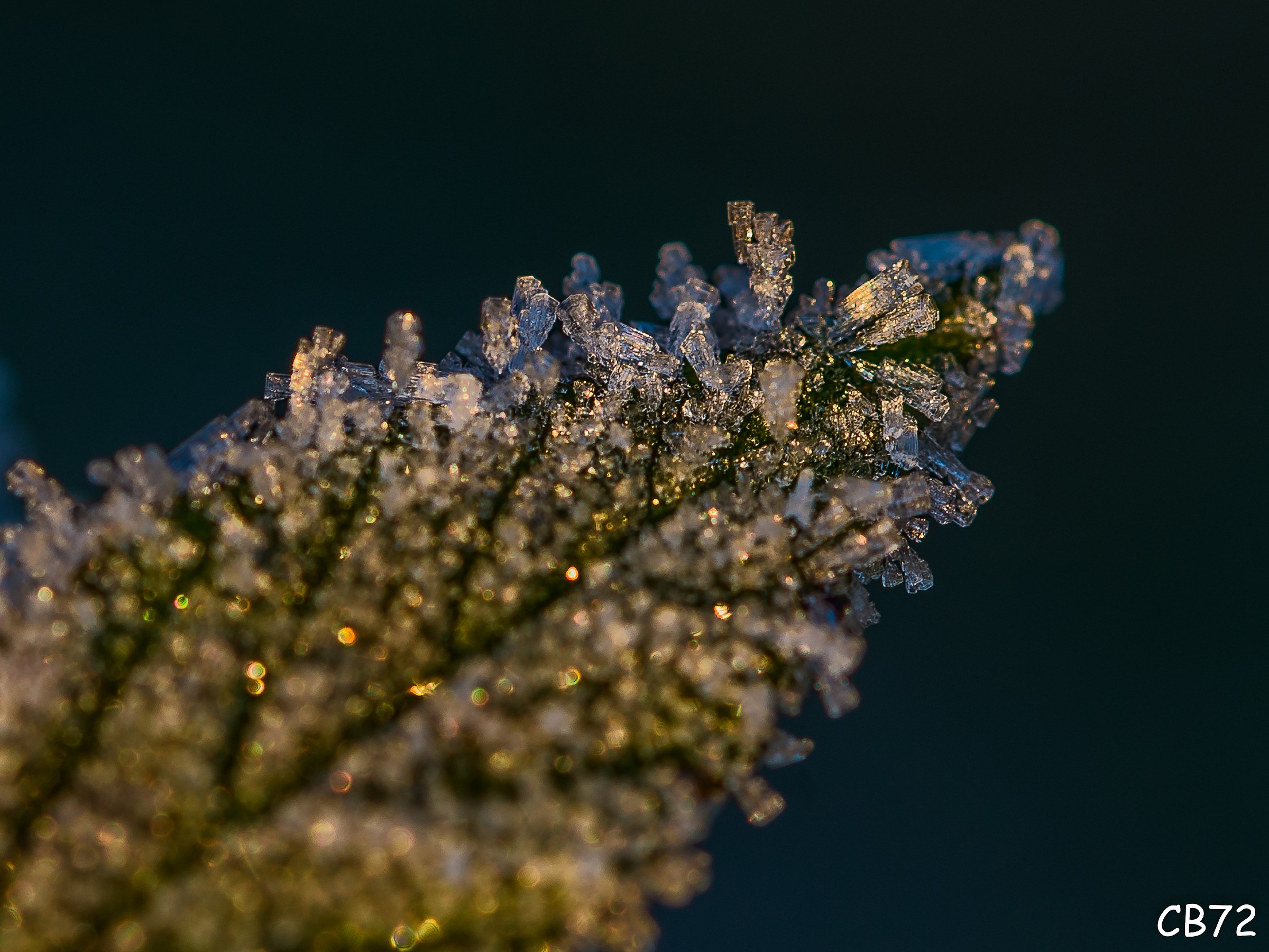 Foglia di rovo ghiacciata