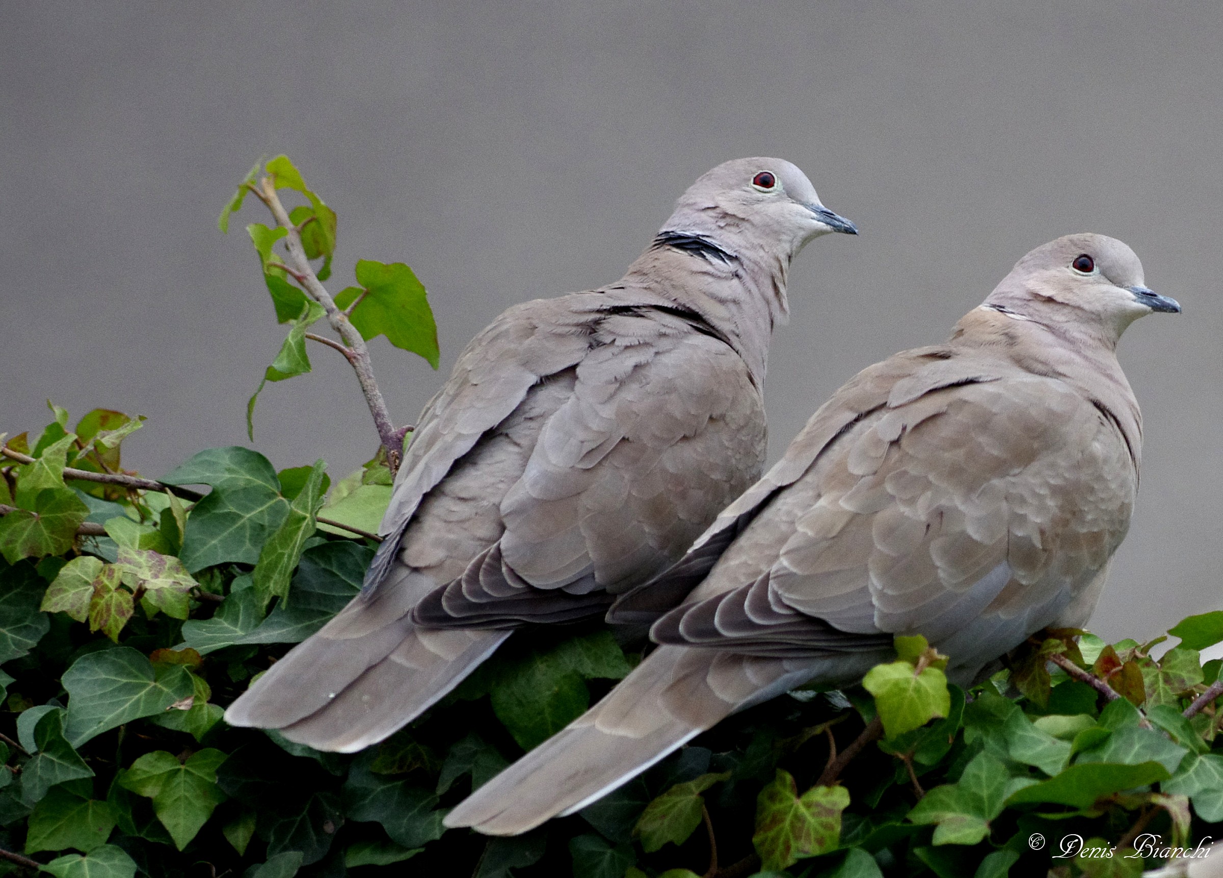 Tortore dal collare orientali
