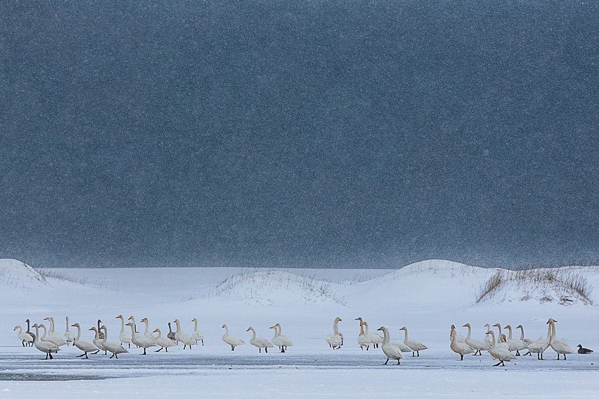 Wild Swans in snowstorm