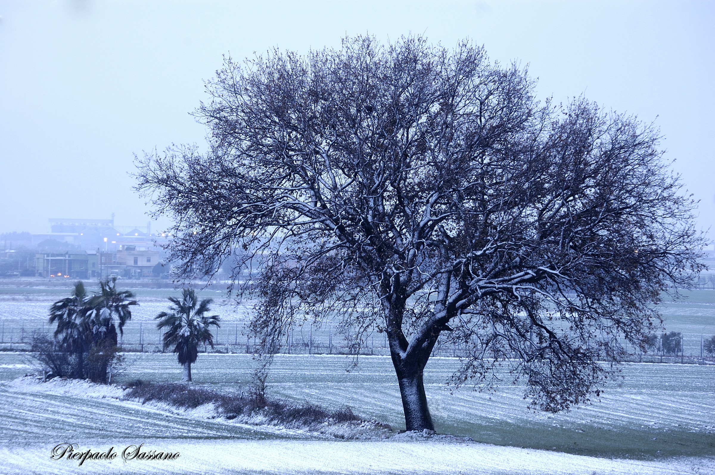 Oak with snow