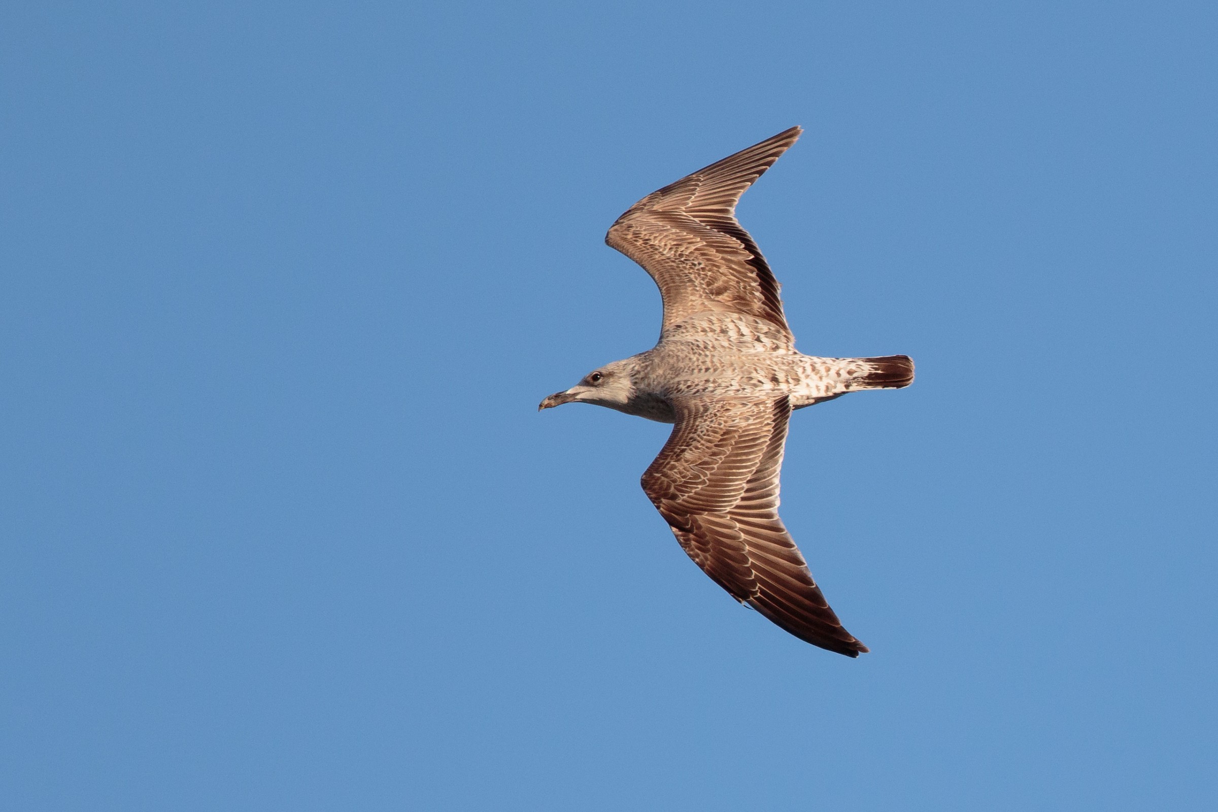 AF test 7d2+500is II