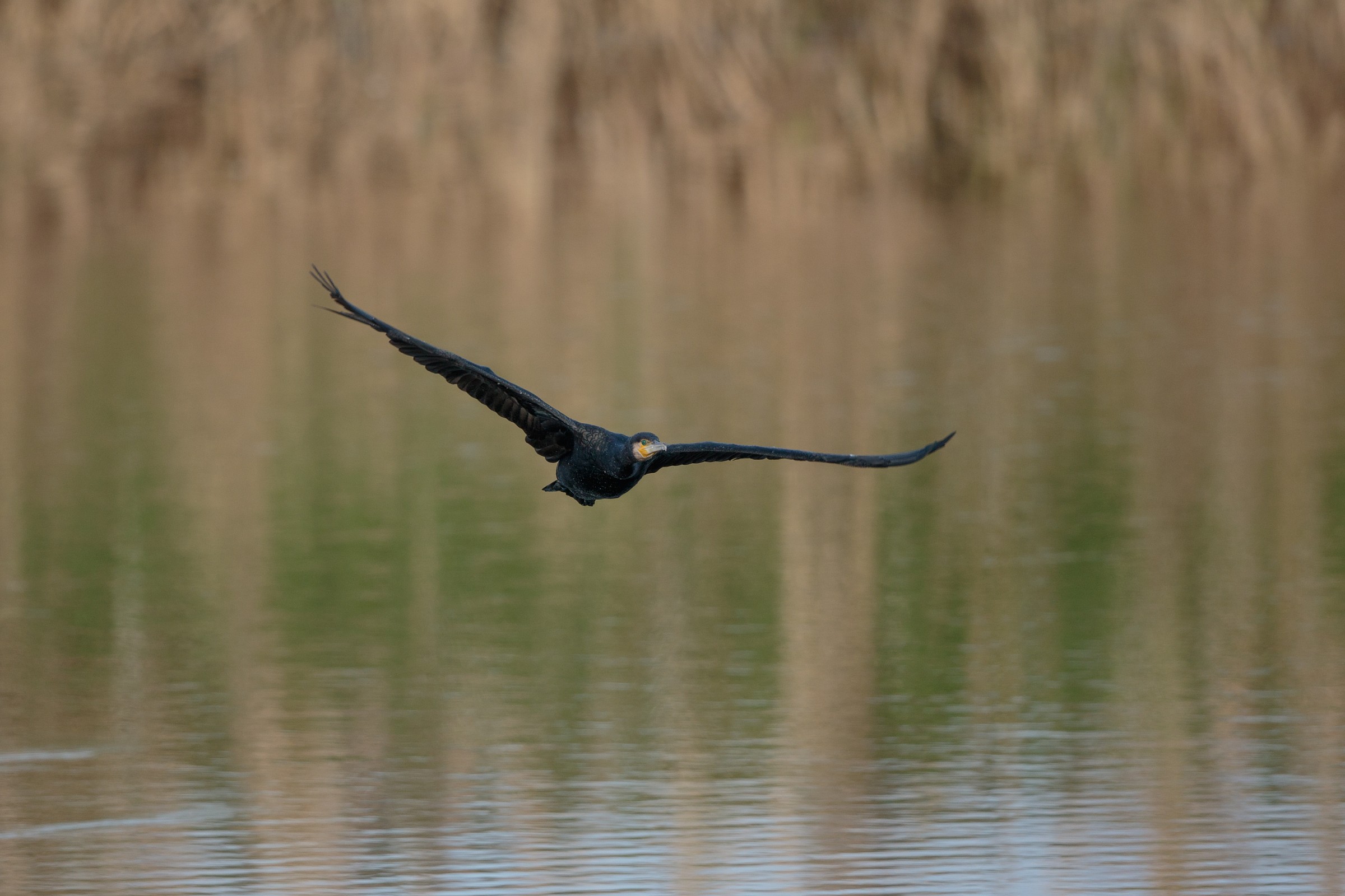 AF test 7d2+500is II