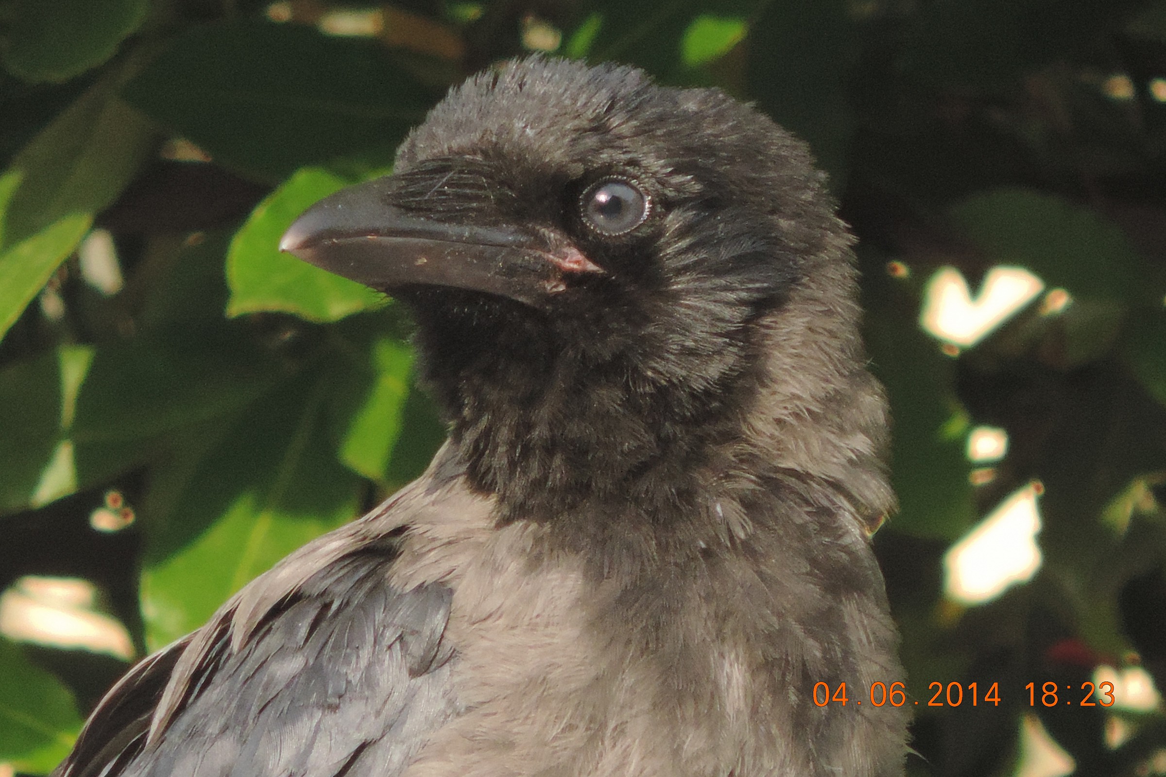 giovane cornacchia - ritratto