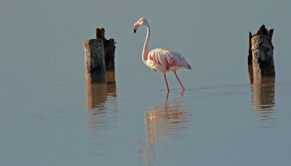 fenicottero rosa( Molentargius,Sardegna )