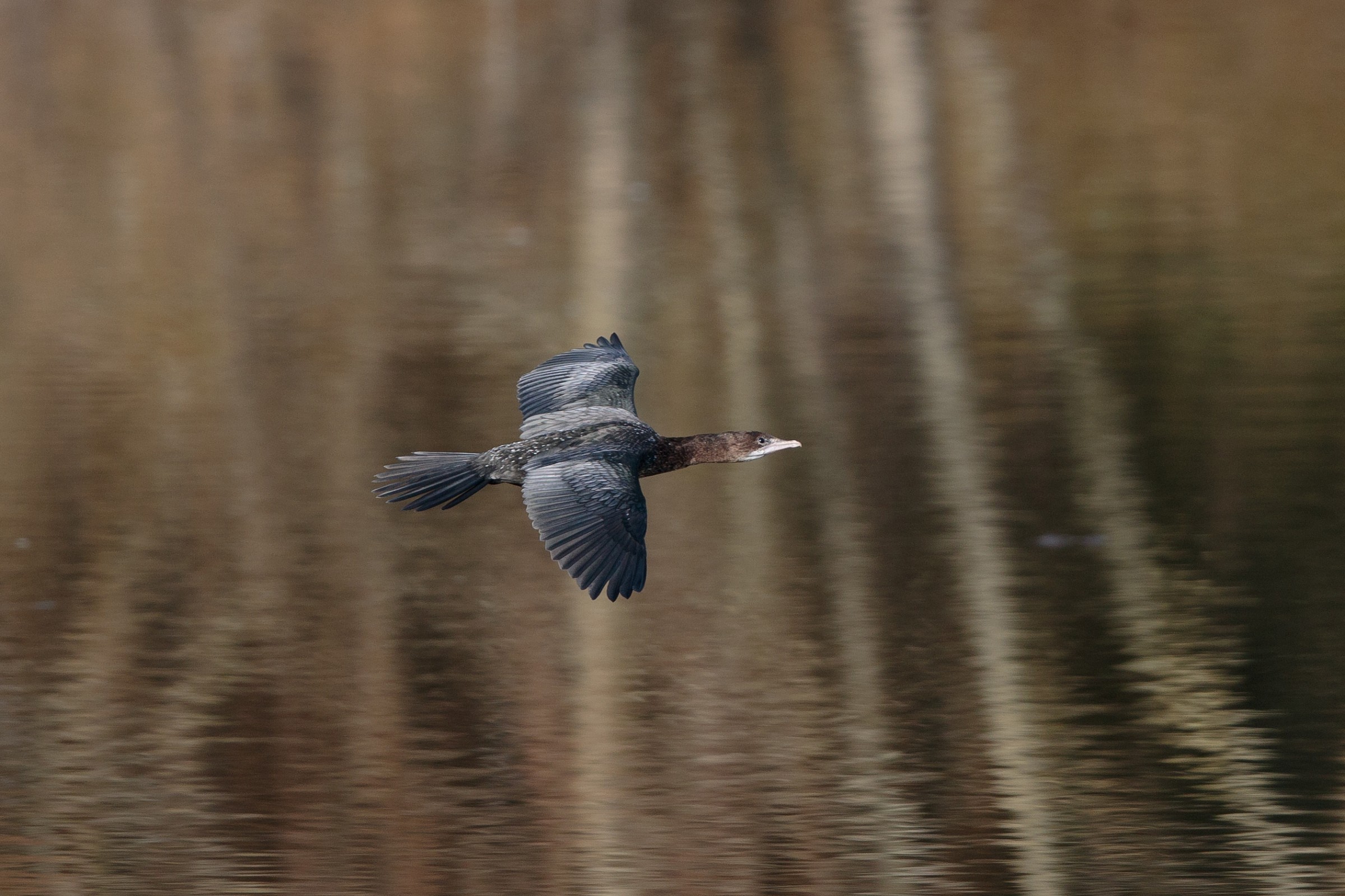 Test autofocus su soggetti in volo, 7d2+500is II
