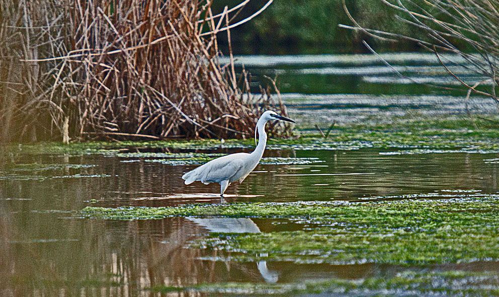 garzetta (San Giovanni, Posada )