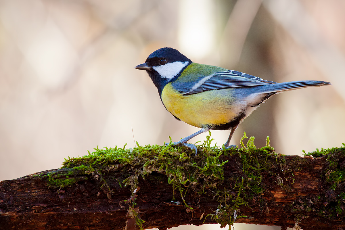Cinciallegra / Great Tit (Parus Major)