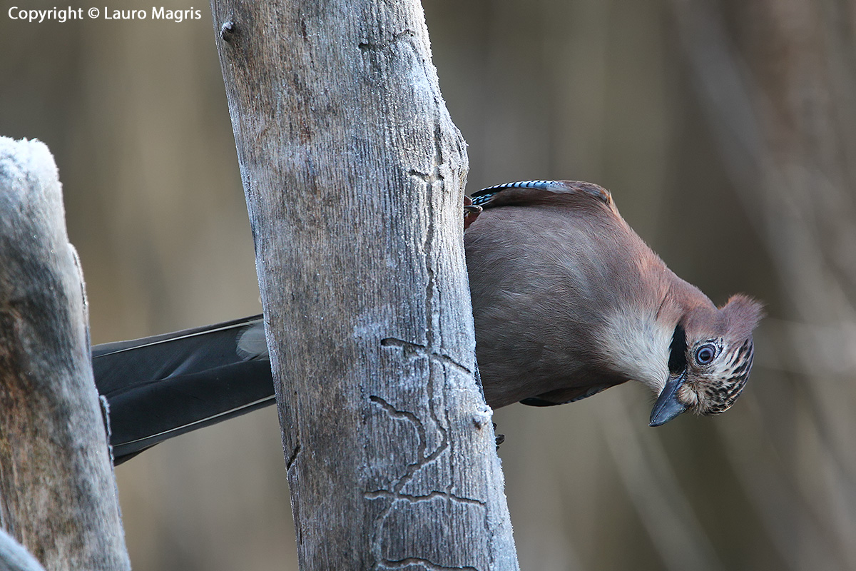 Ghiandaia in orizzontale