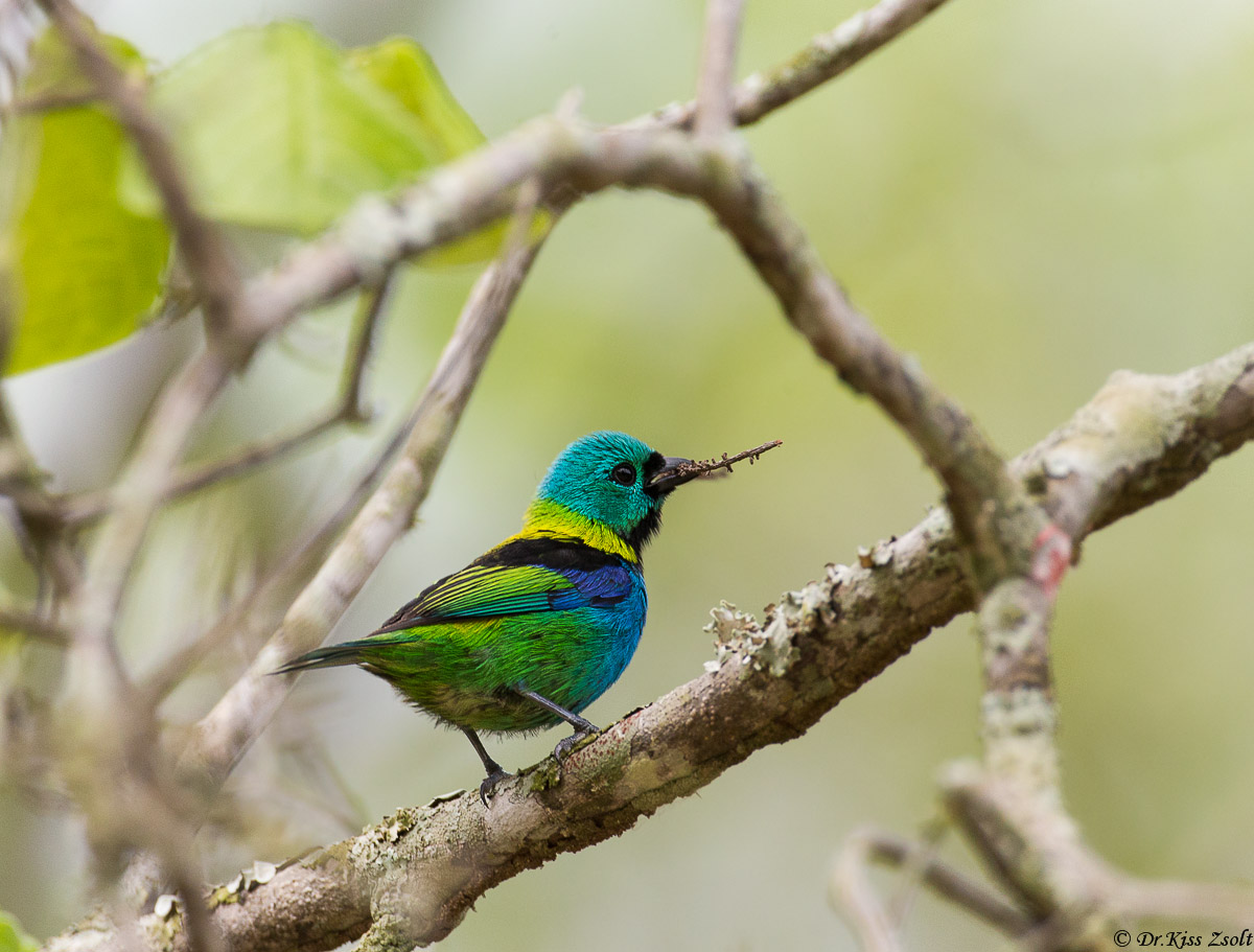 -Green testa tanager