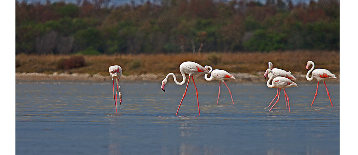 fenicotteri