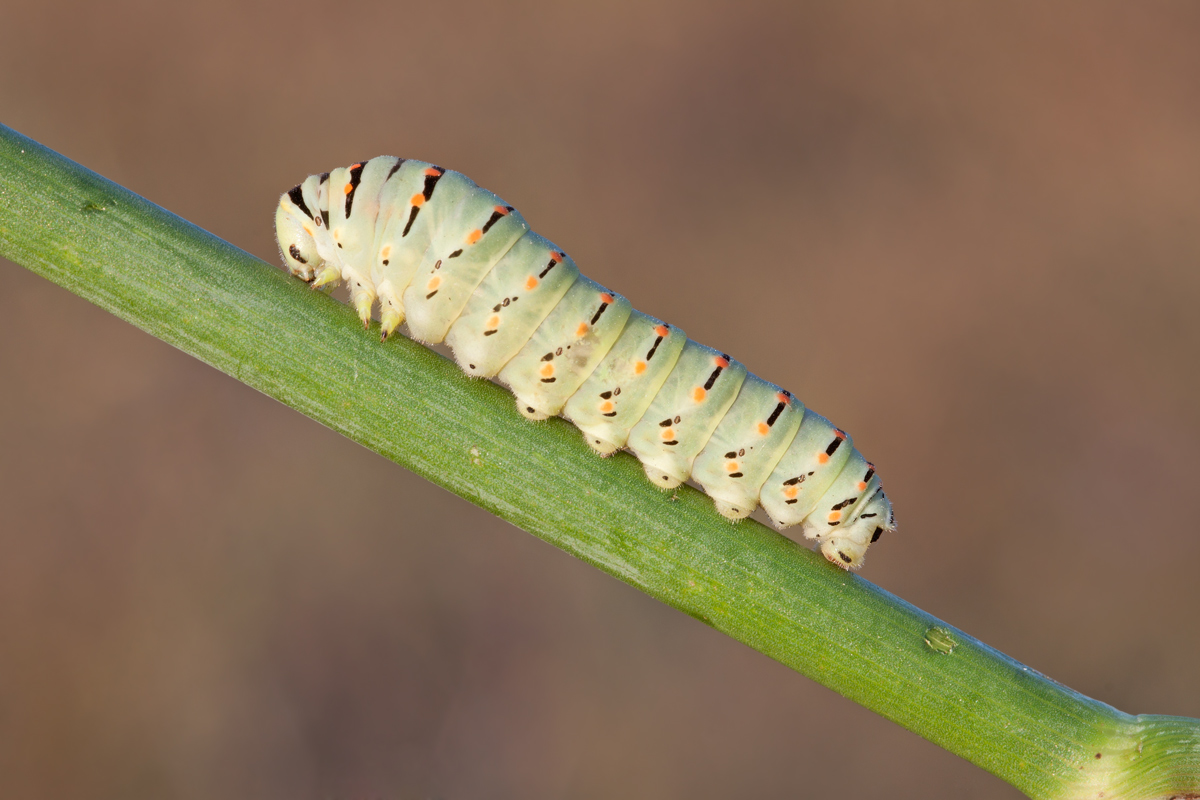 Caterpillar
