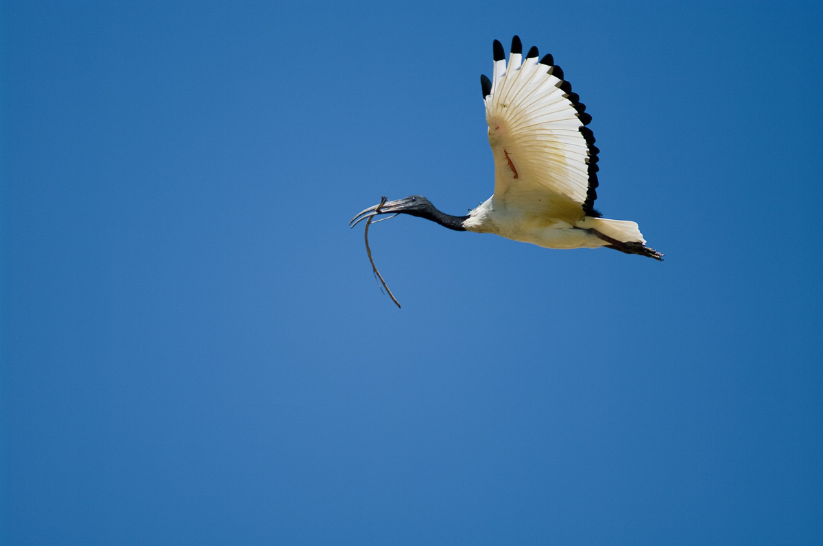 Ibis in volo Pentax K20d Pentax 300