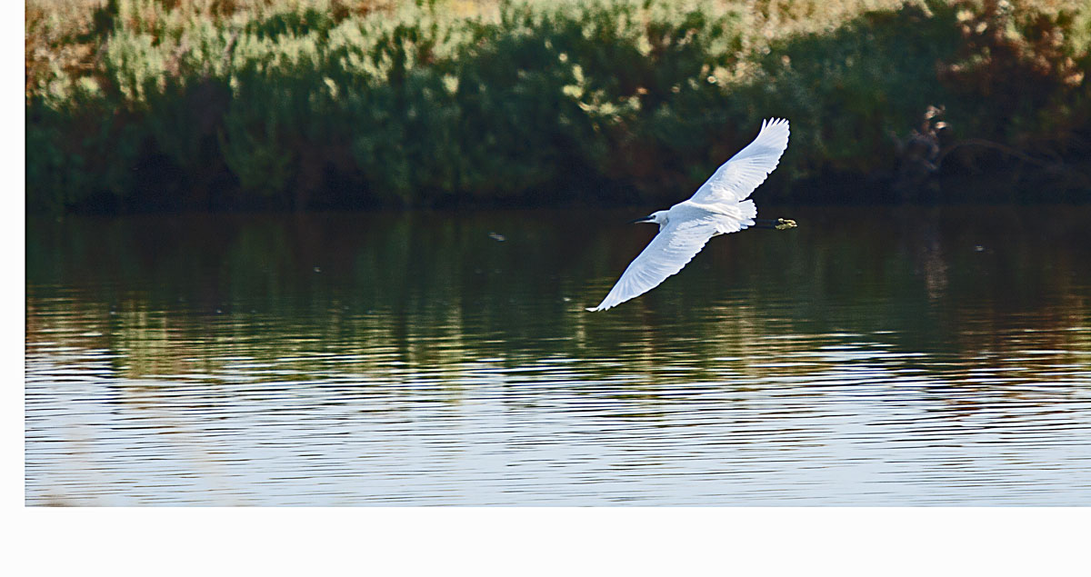 egret in flight