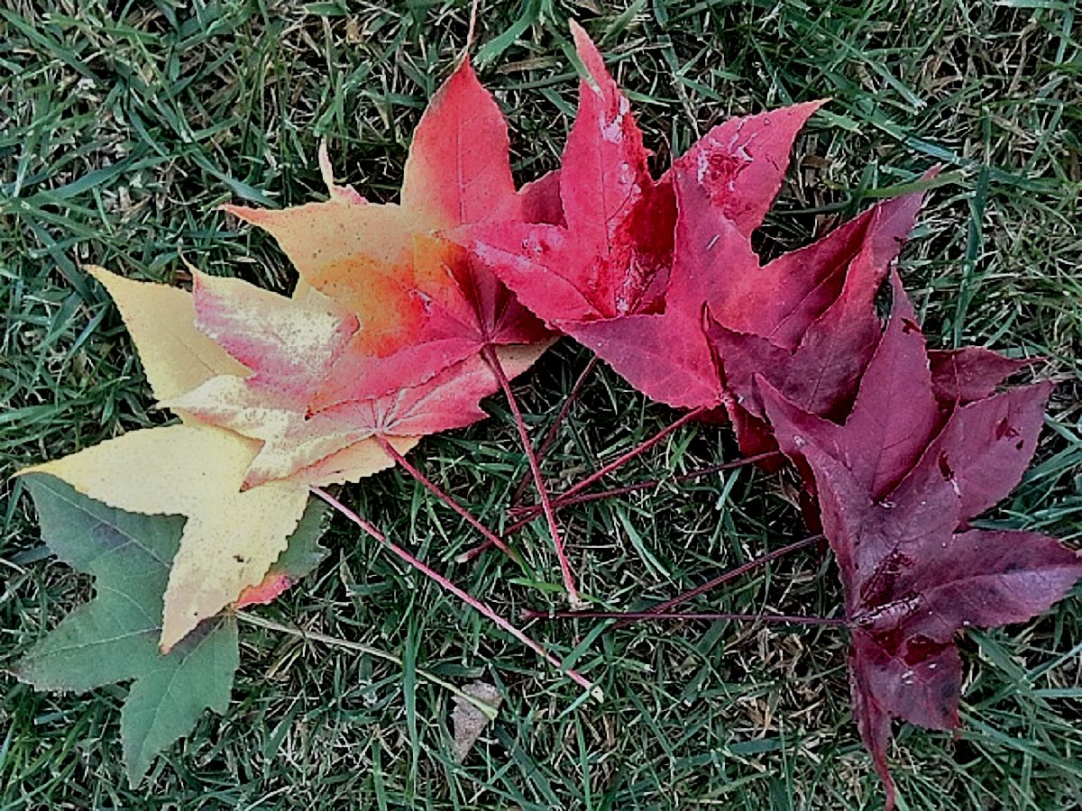 arcobaleno d'autunno