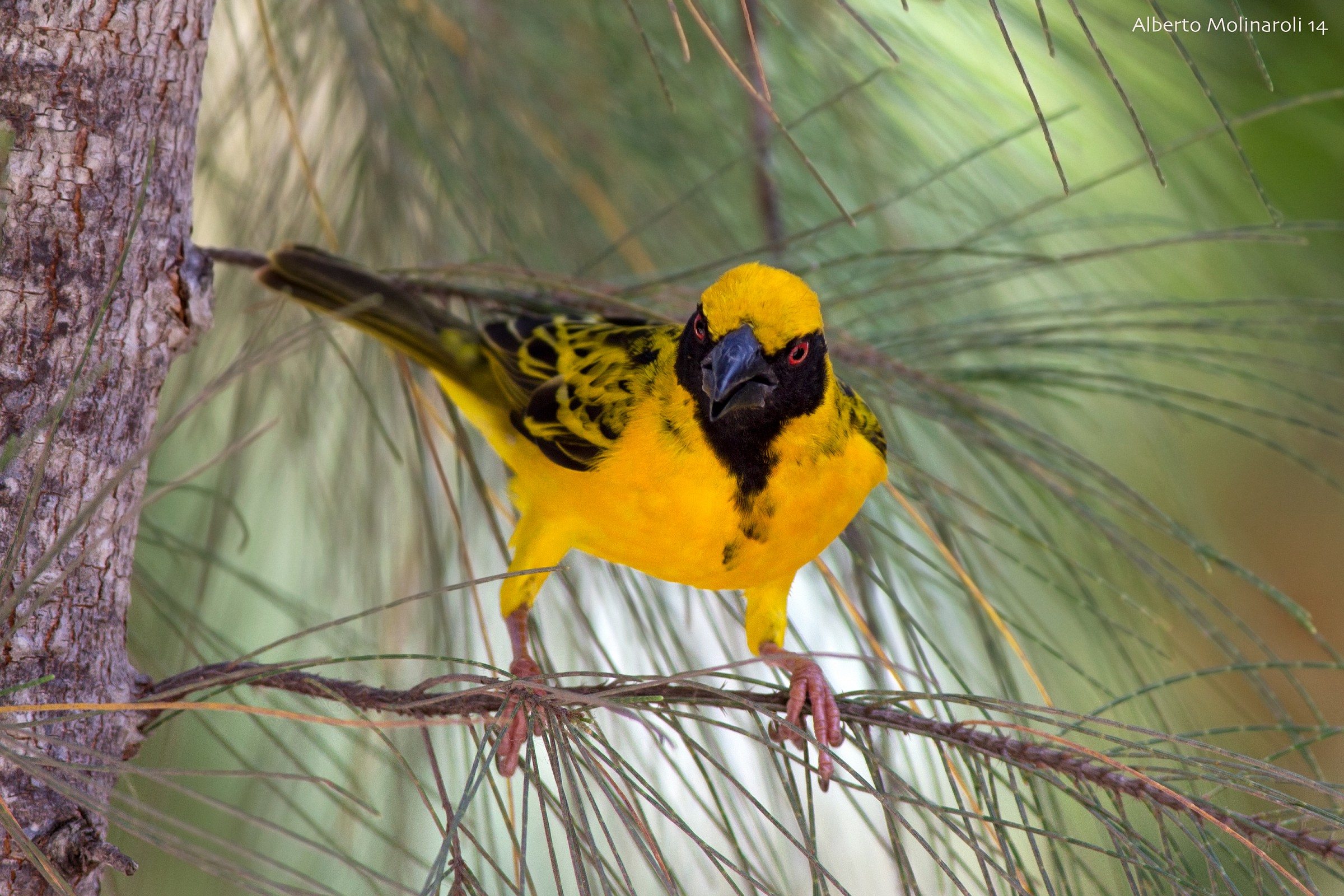 Tessitore Gendarme (Ploceus cucullatus)