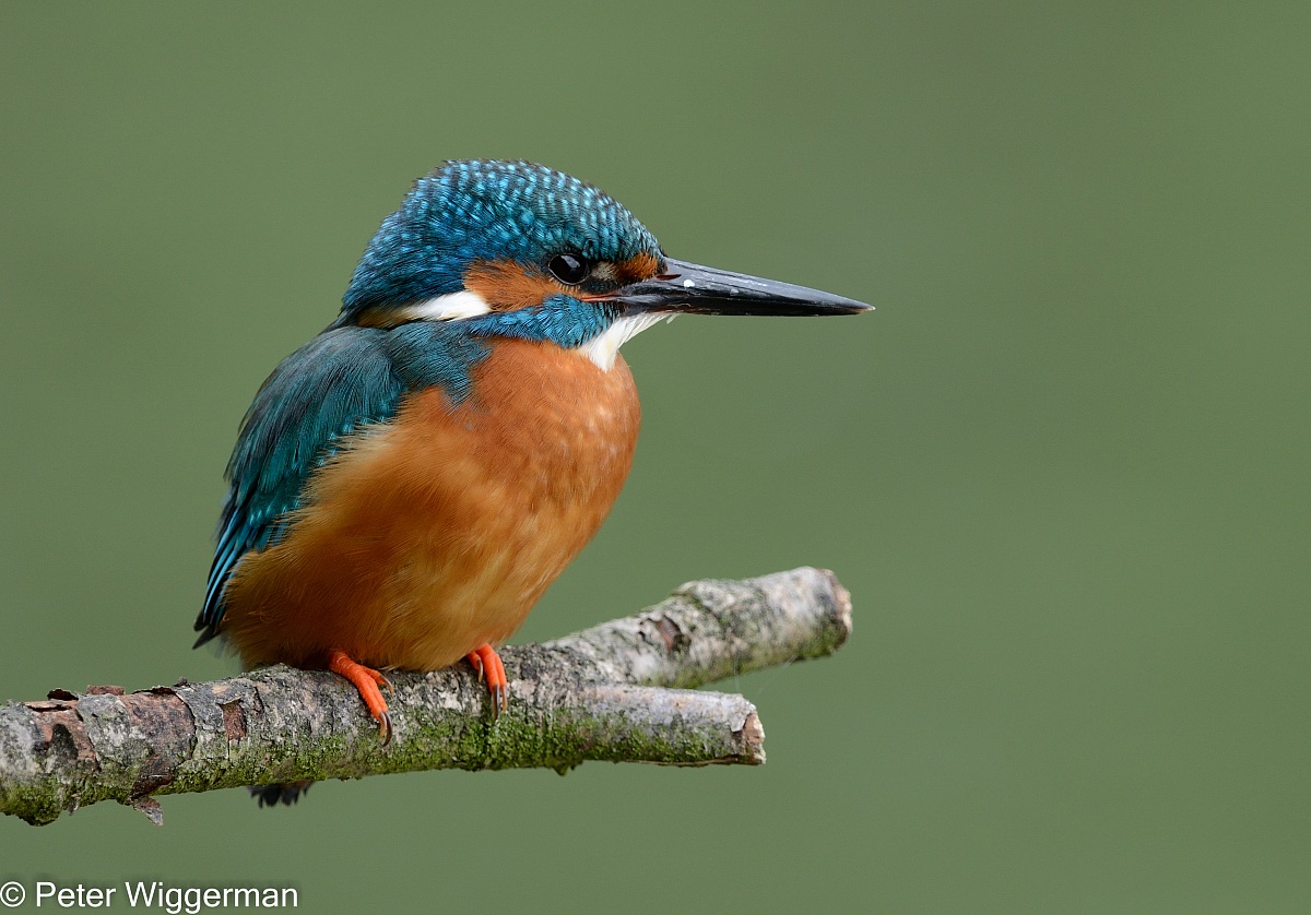 Kingfisher - VI
