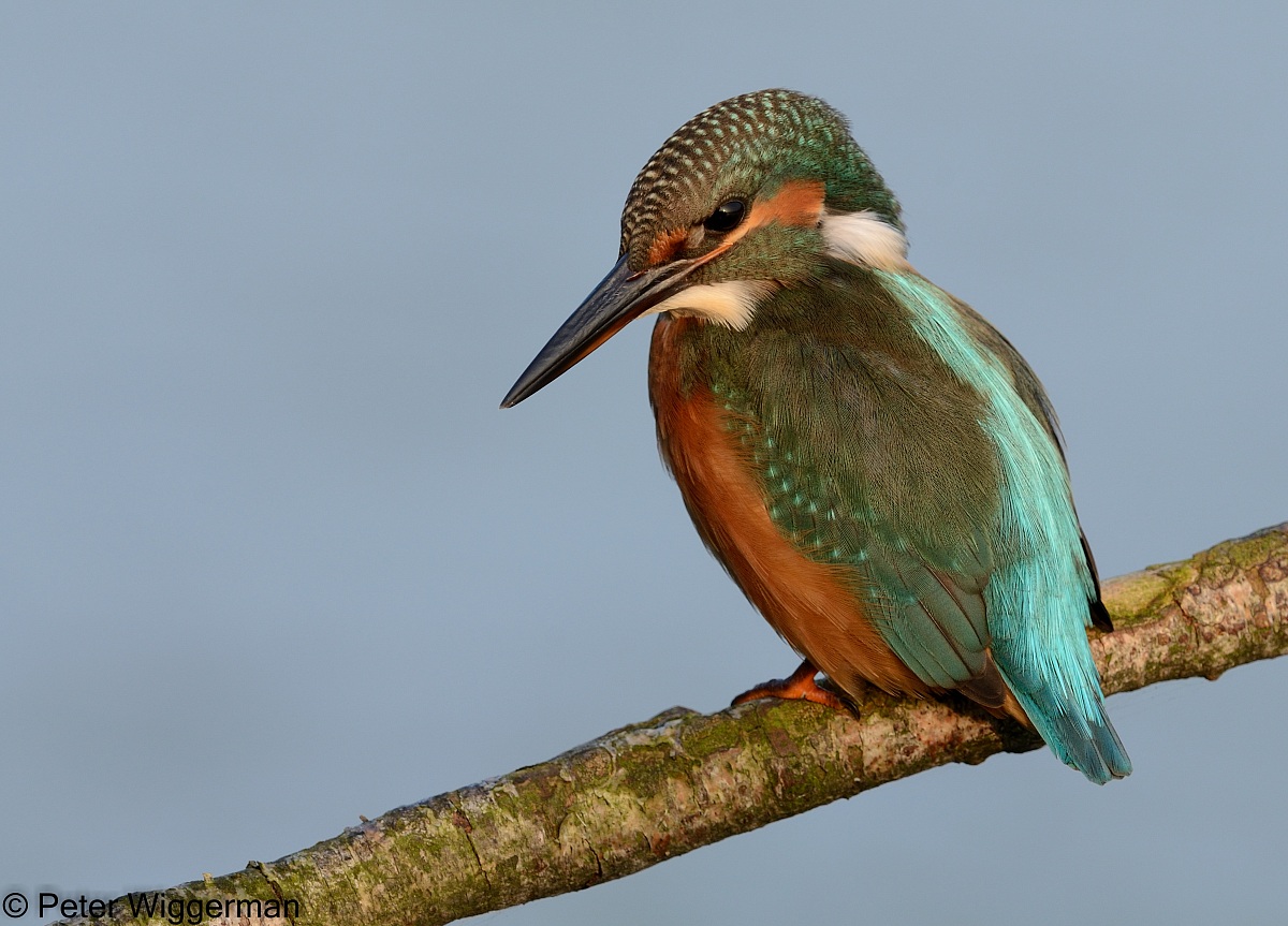 Kingfisher - viii