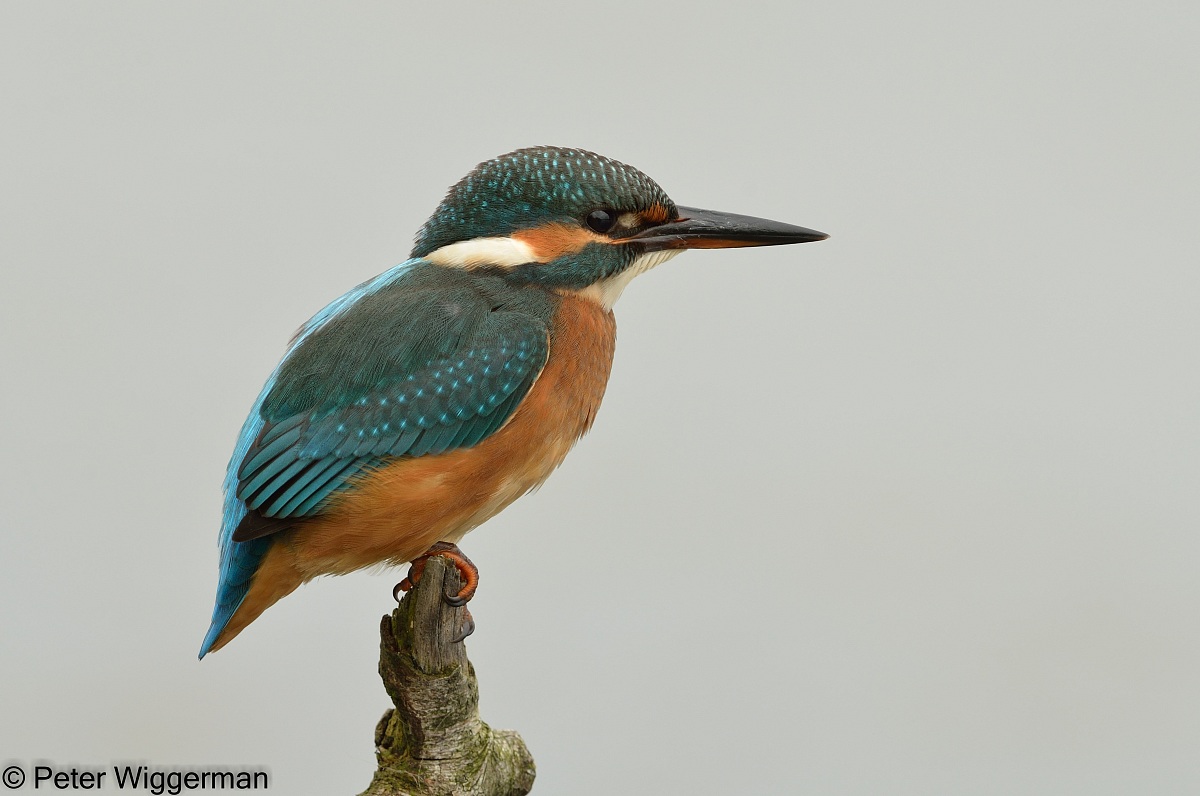 Kingfisher - viiii