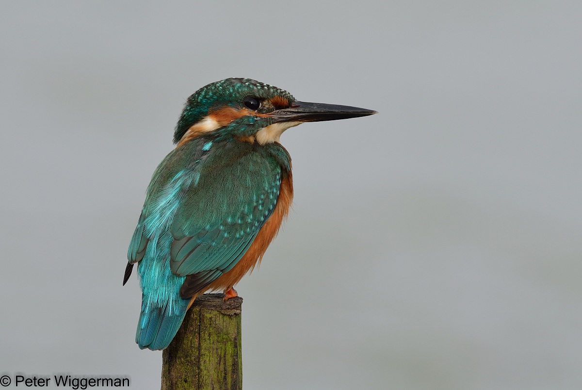 KingFisher - X