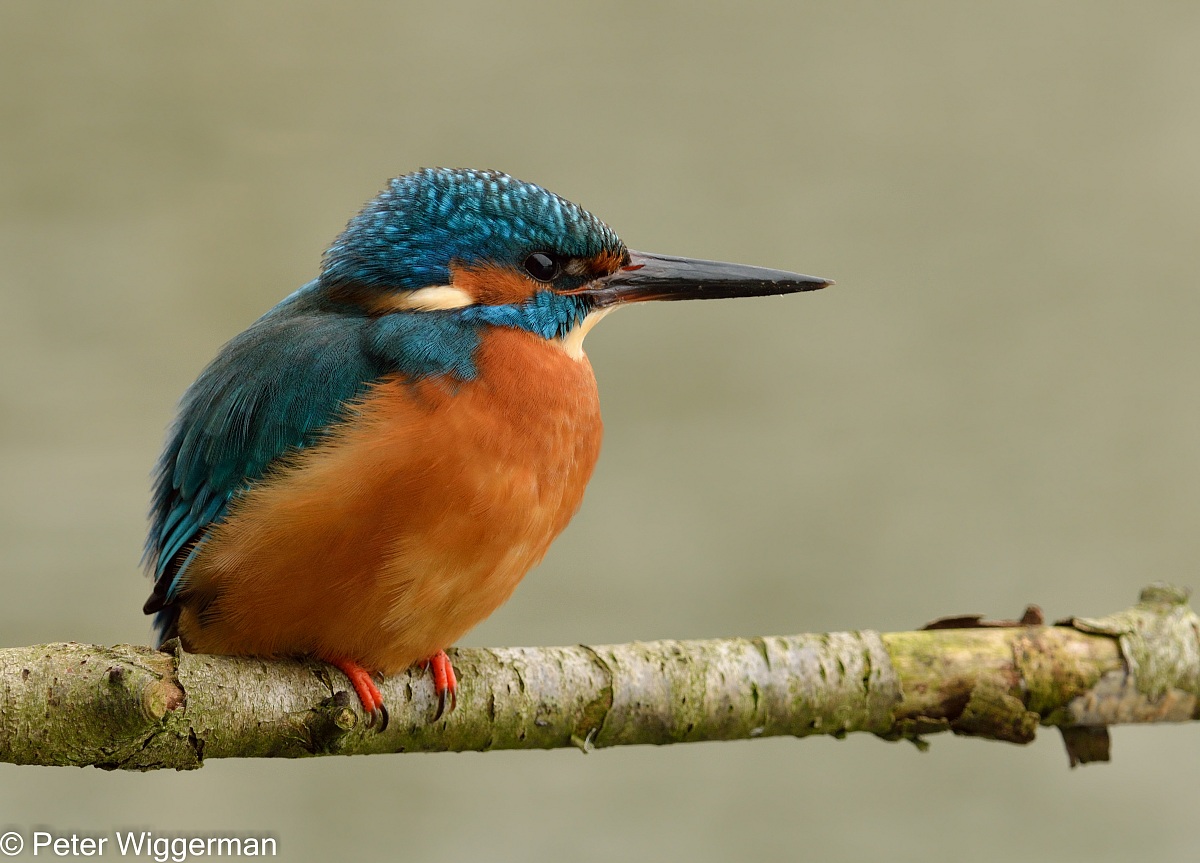 Kingfisher - XI