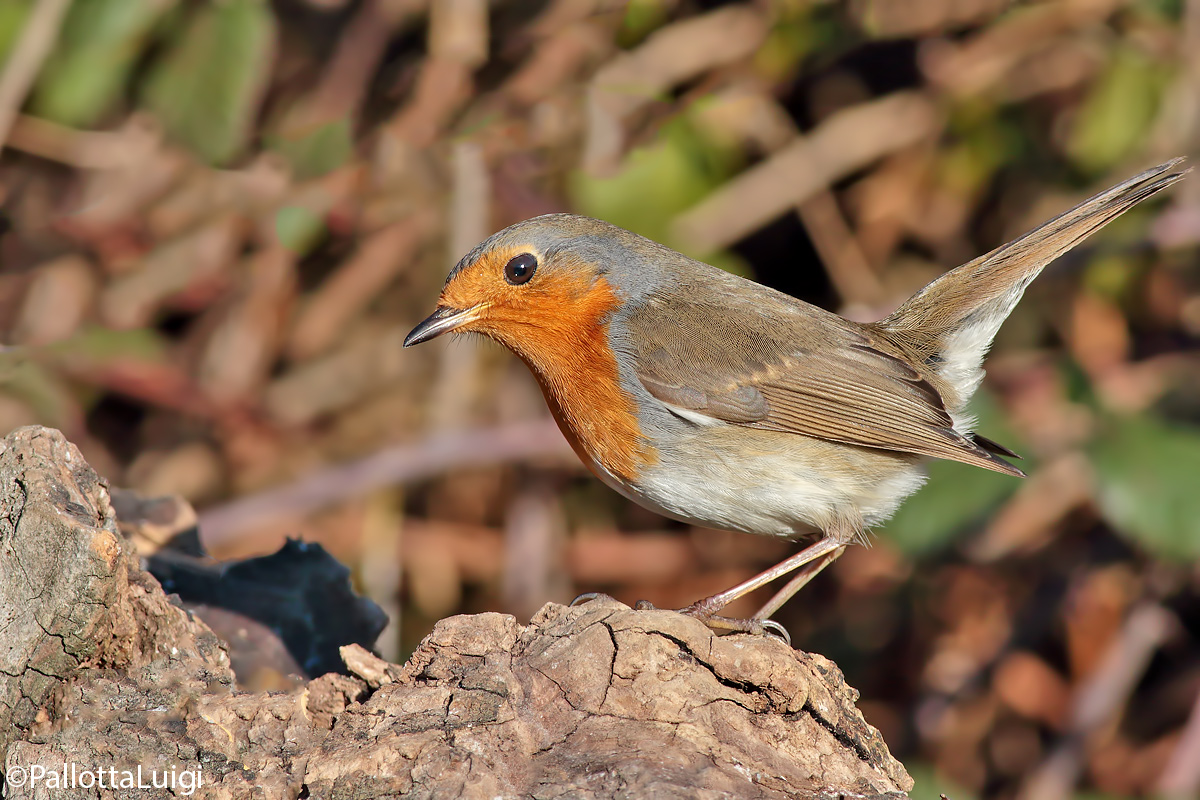 Robin (Erithacus rubecula)