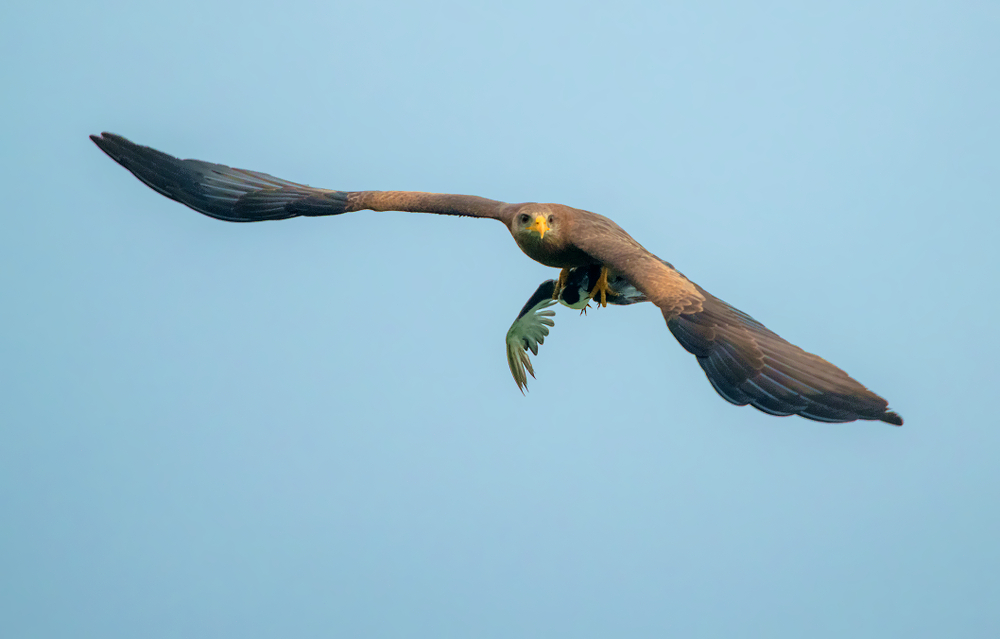 yellow billed kite (and black tern)