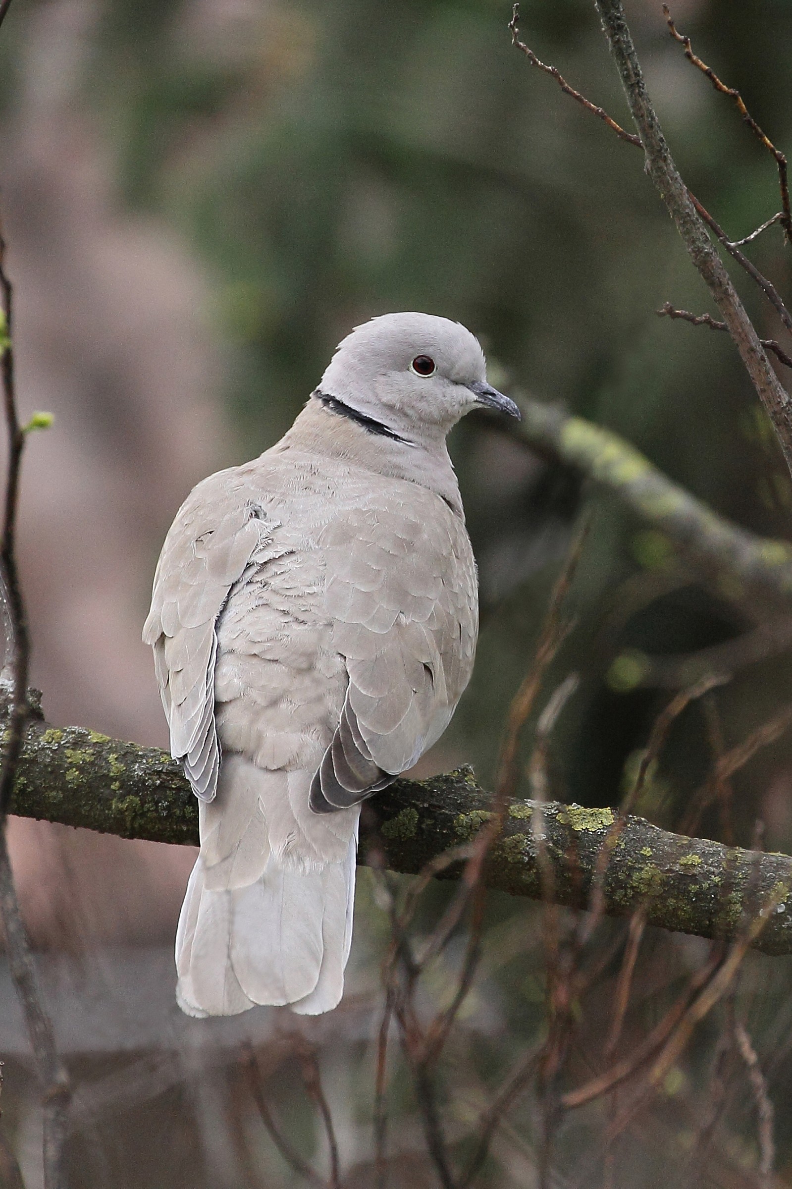 Turtledove