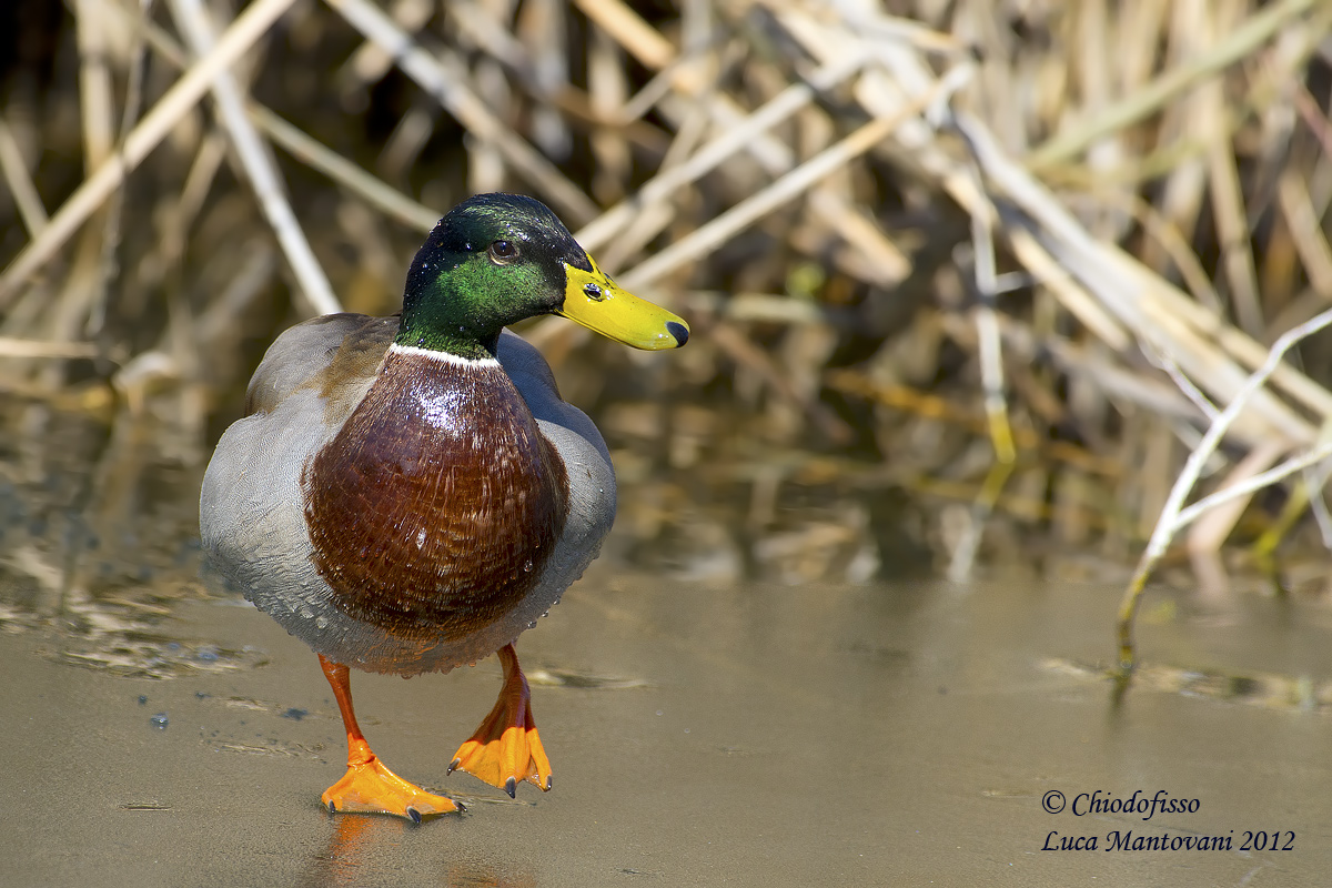 Male mallard on ice