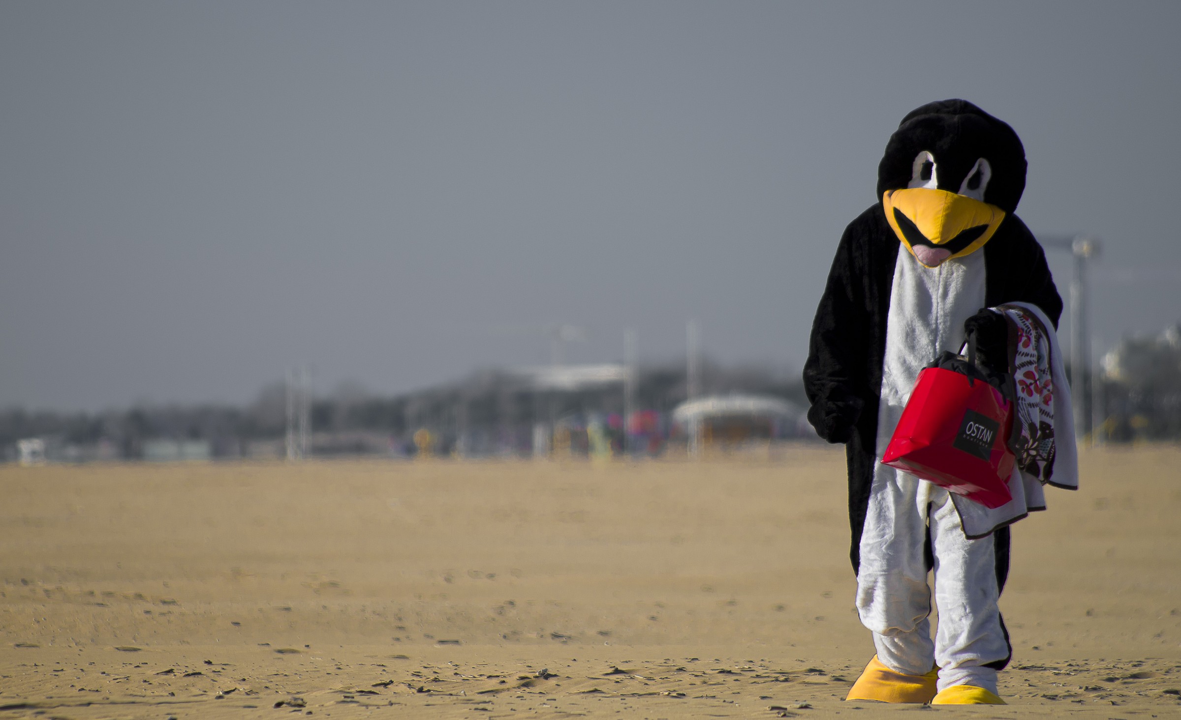 Penguins in Bibione
