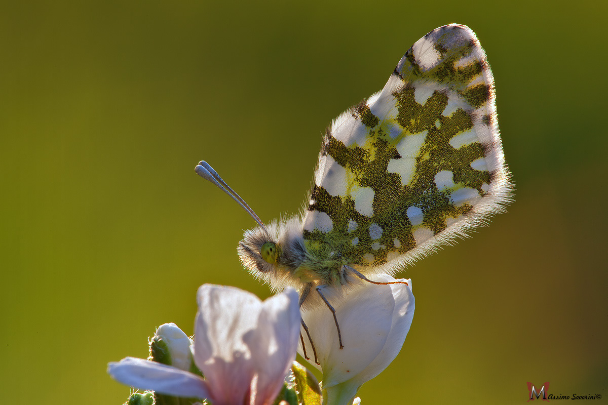 Euchloe Crameri, Controluce